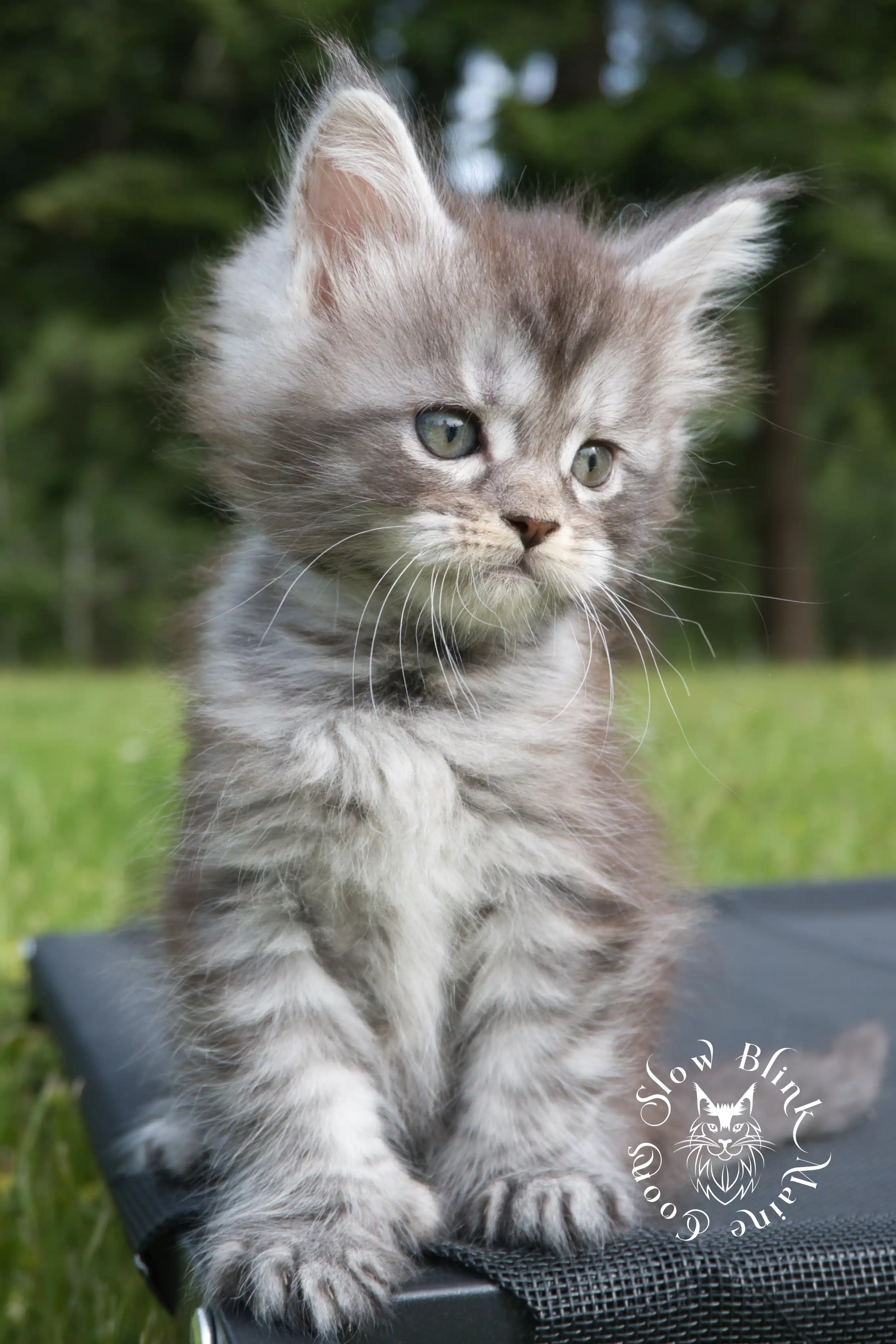 black silver tabby maine coon kitten | female | ems code ns 22 | classic tabby | age 5 weeks | slowblinkmainecoons | taken june 2024 Black Silver Tabby Maine Coon Kittens > black silver tabby maine coon kitten | female | ems code ns 22 | classic tabby | age 5 weeks | slowblinkmainecoons | taken june 2024 | 1776