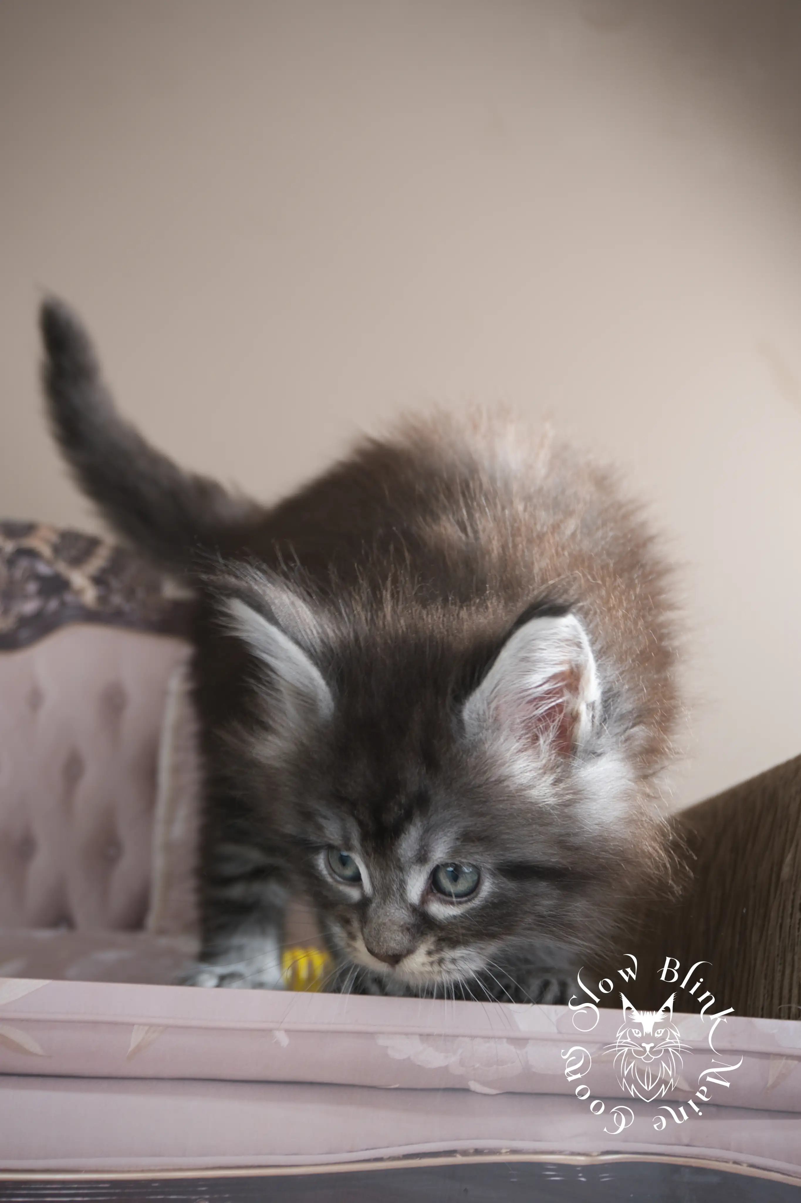 black silver tabby maine coon kitten | male | age 5 weeks | classic tabby | ems code ns 22 | slowblinkmainecoons | taken july 2024 | polydactyl Black Silver Tabby Maine Coon Kittens > black silver tabby maine coon kitten | male | age 5 weeks | classic tabby | ems code ns 22 | slowblinkmainecoons | taken july 2024 | polydactyl | 15