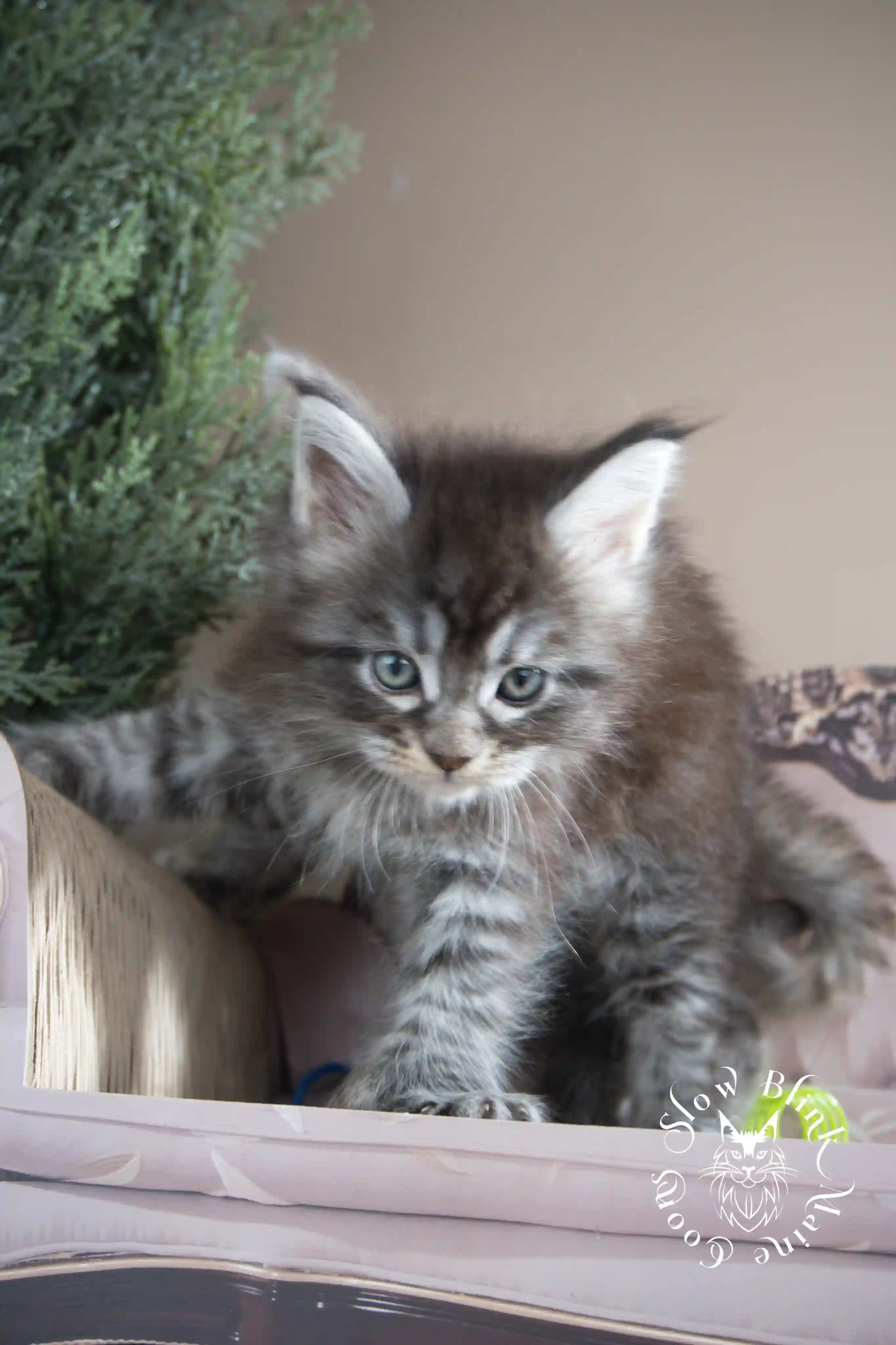 black silver tabby maine coon kitten | male | age 5 weeks | classic tabby | ems code ns 22 | slowblinkmainecoons | taken july 2024 | polydactyl Black Silver Tabby Maine Coon Kittens > black silver tabby maine coon kitten | male | age 5 weeks | classic tabby | ems code ns 22 | slowblinkmainecoons | taken july 2024 | polydactyl | 16