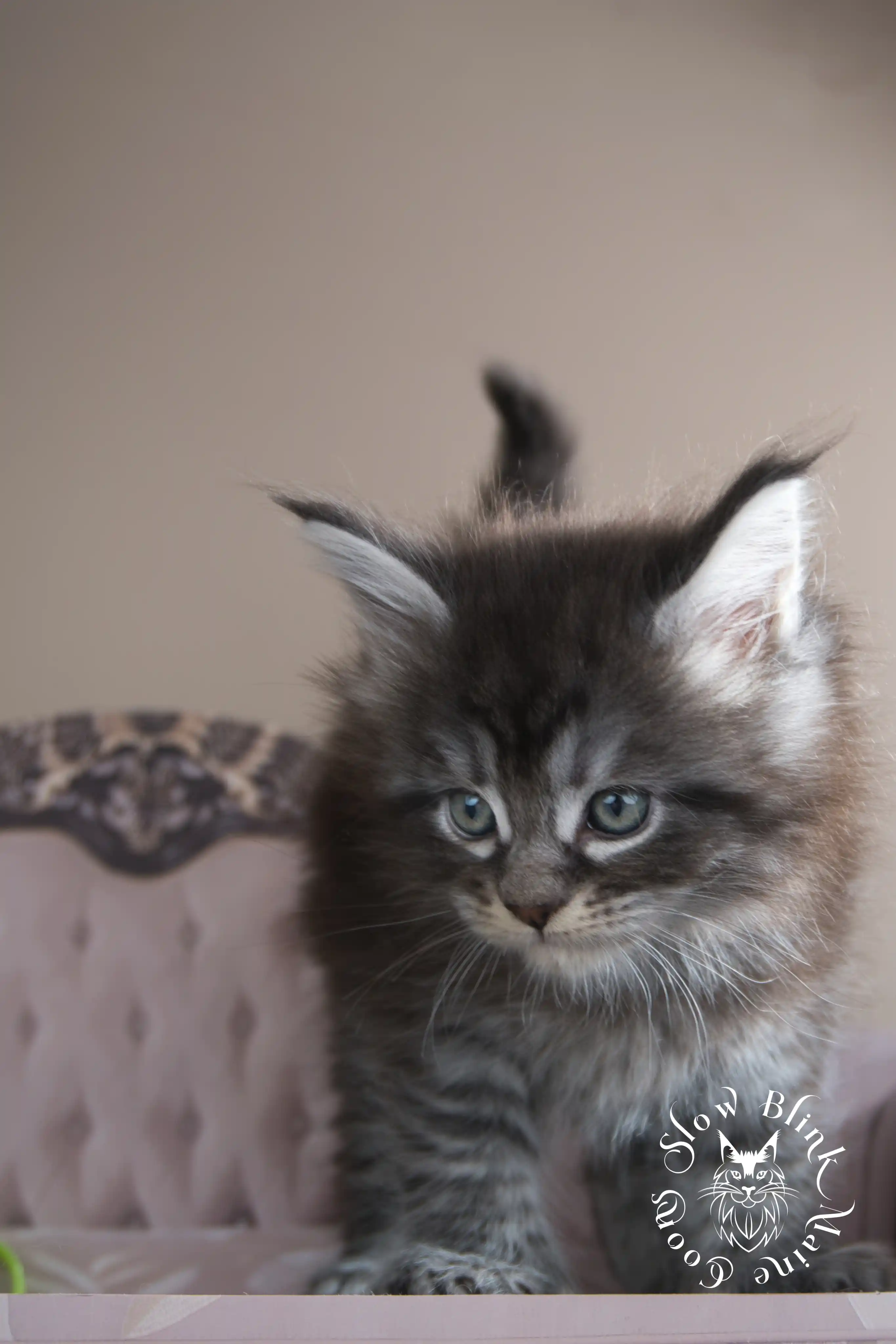 black silver tabby maine coon kitten | male | age 5 weeks | classic tabby | ems code ns 22 | slowblinkmainecoons | taken july 2024 | polydactyl Black Silver Tabby Maine Coon Kittens > black silver tabby maine coon kitten | male | age 5 weeks | classic tabby | ems code ns 22 | slowblinkmainecoons | taken july 2024 | polydactyl | 17