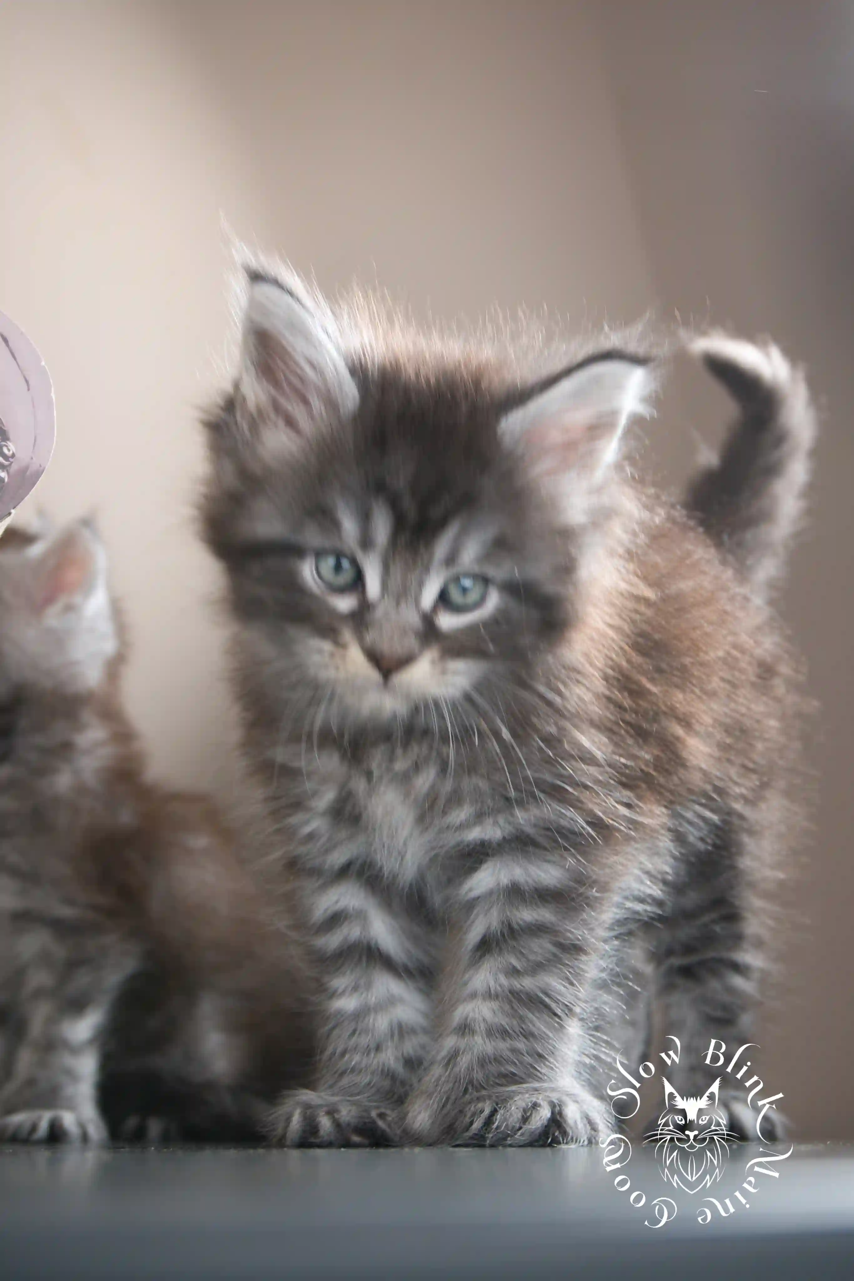 black silver tabby maine coon kitten | male | age 5 weeks | classic tabby | ems code ns 22 | slowblinkmainecoons | taken july 2024 | polydactyl Black Silver Tabby Maine Coon Kittens > black silver tabby maine coon kitten | male | age 5 weeks | classic tabby | ems code ns 22 | slowblinkmainecoons | taken july 2024 | polydactyl | 18