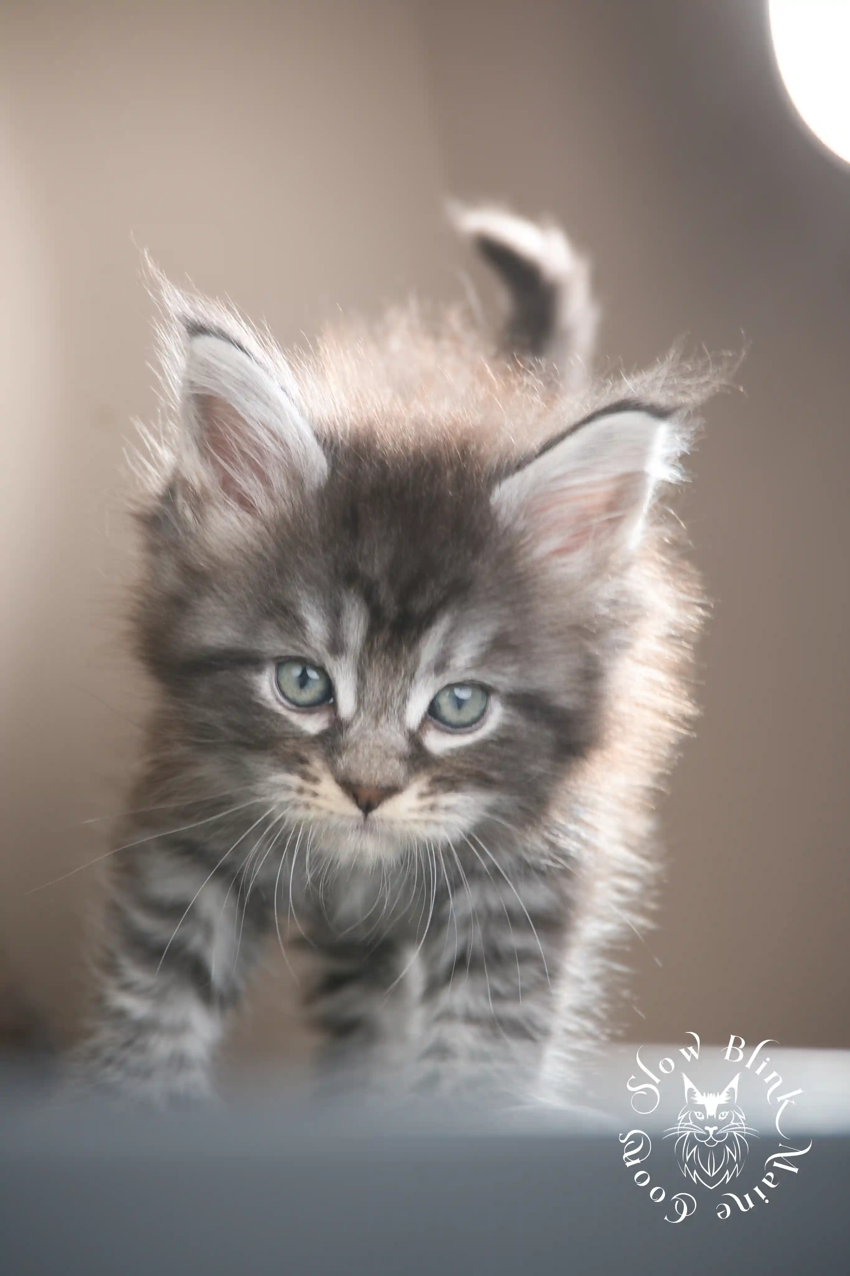black silver tabby maine coon kitten | male | age 5 weeks | classic tabby | ems code ns 22 | slowblinkmainecoons | taken july 2024 | polydactyl Black Silver Tabby Maine Coon Kittens > black silver tabby maine coon kitten | male | age 5 weeks | classic tabby | ems code ns 22 | slowblinkmainecoons | taken july 2024 | polydactyl | 20