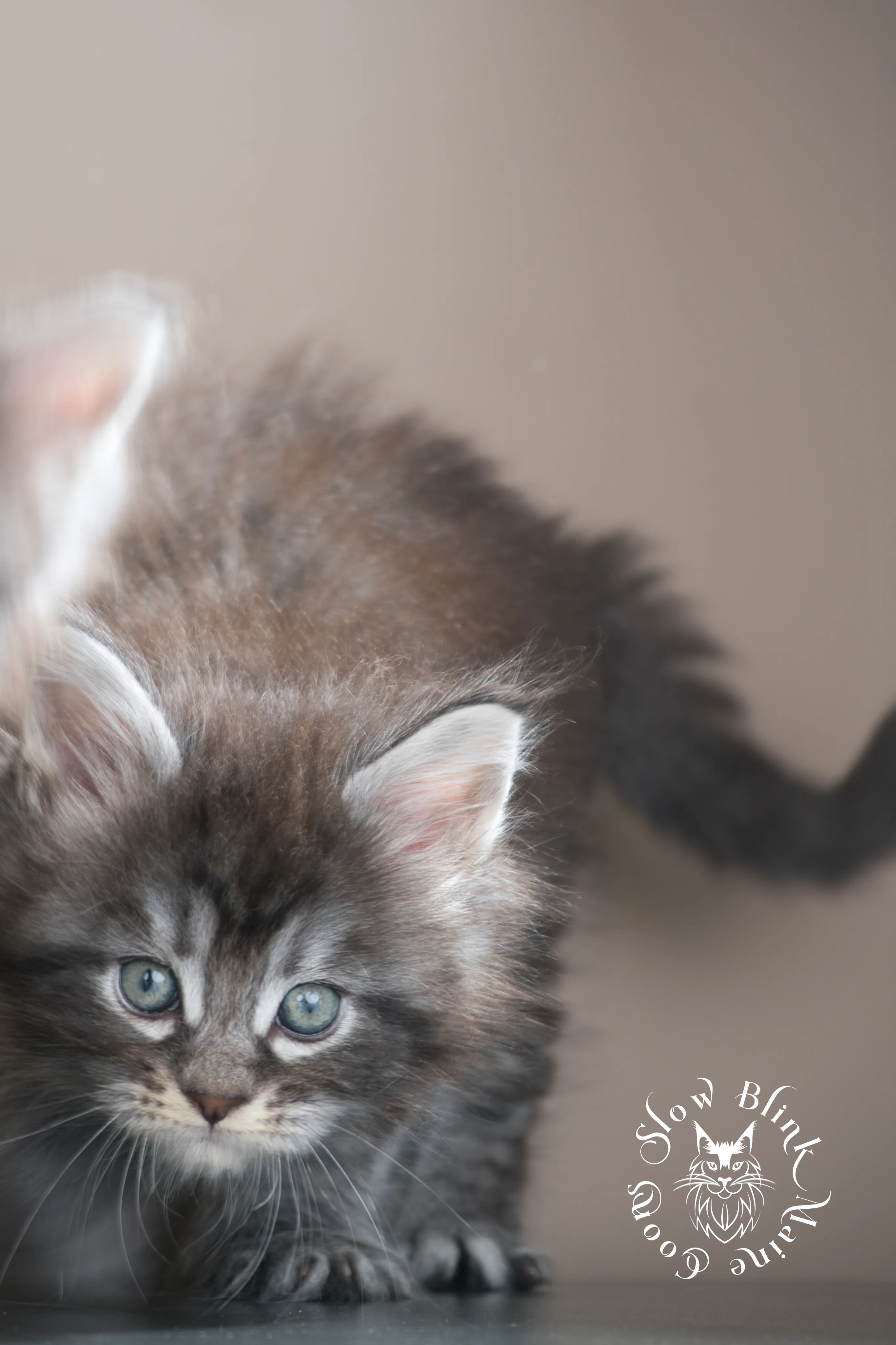 black silver tabby maine coon kitten | male | age 5 weeks | classic tabby | ems code ns 22 | slowblinkmainecoons | taken july 2024 | polydactyl Black Silver Tabby Maine Coon Kittens > black silver tabby maine coon kitten | male | age 5 weeks | classic tabby | ems code ns 22 | slowblinkmainecoons | taken july 2024 | polydactyl | 99