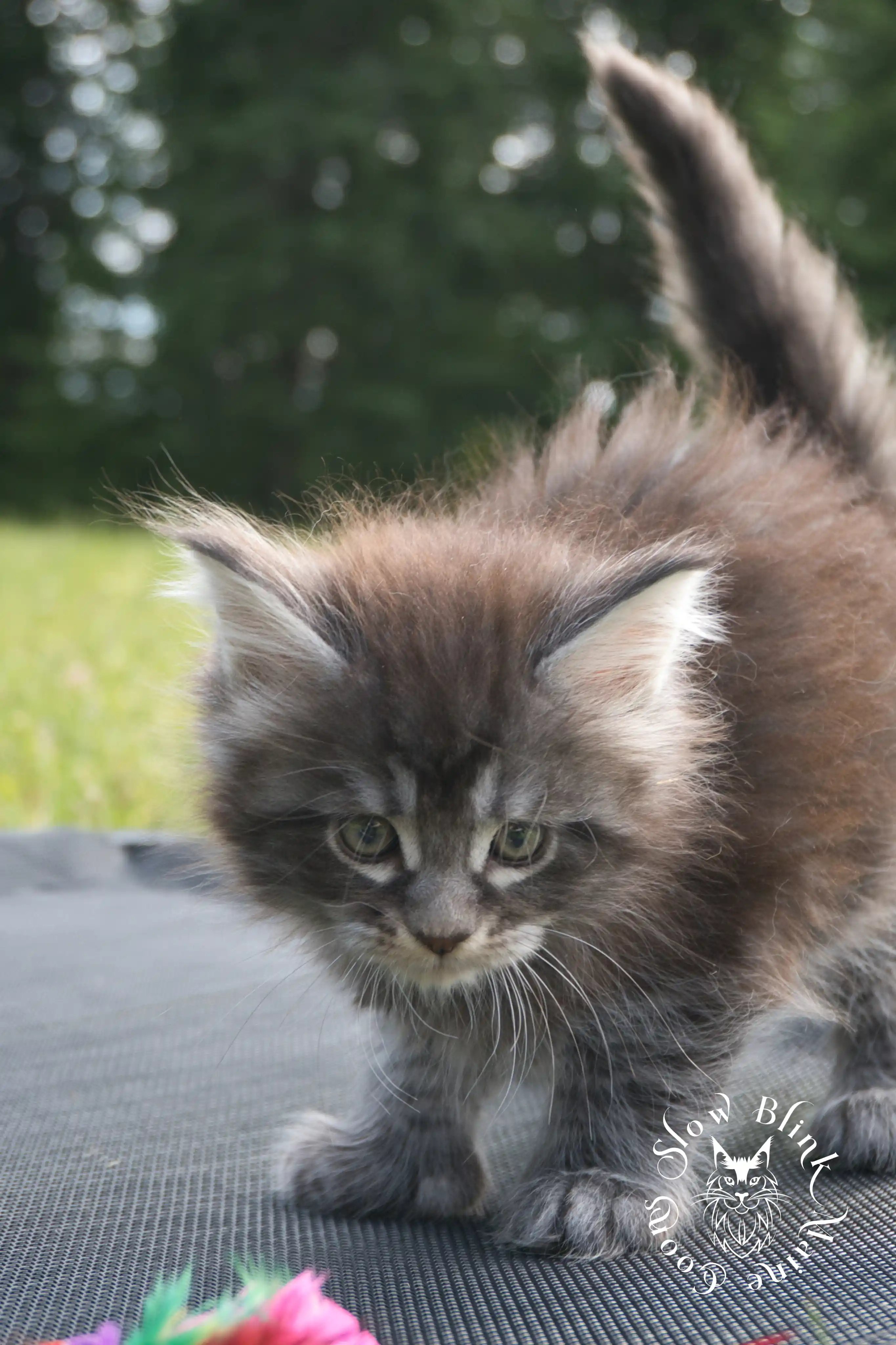 black silver tabby maine coon kitten | male | ems code ns 22 | classic tabby | age 5 weeks | slowblinkmainecoons | taken june 2024 Black Silver Tabby Maine Coon Kittens > black silver tabby maine coon kitten | male | ems code ns 22 | classic tabby | age 5 weeks | slowblinkmainecoons | taken june 2024 | 1750
