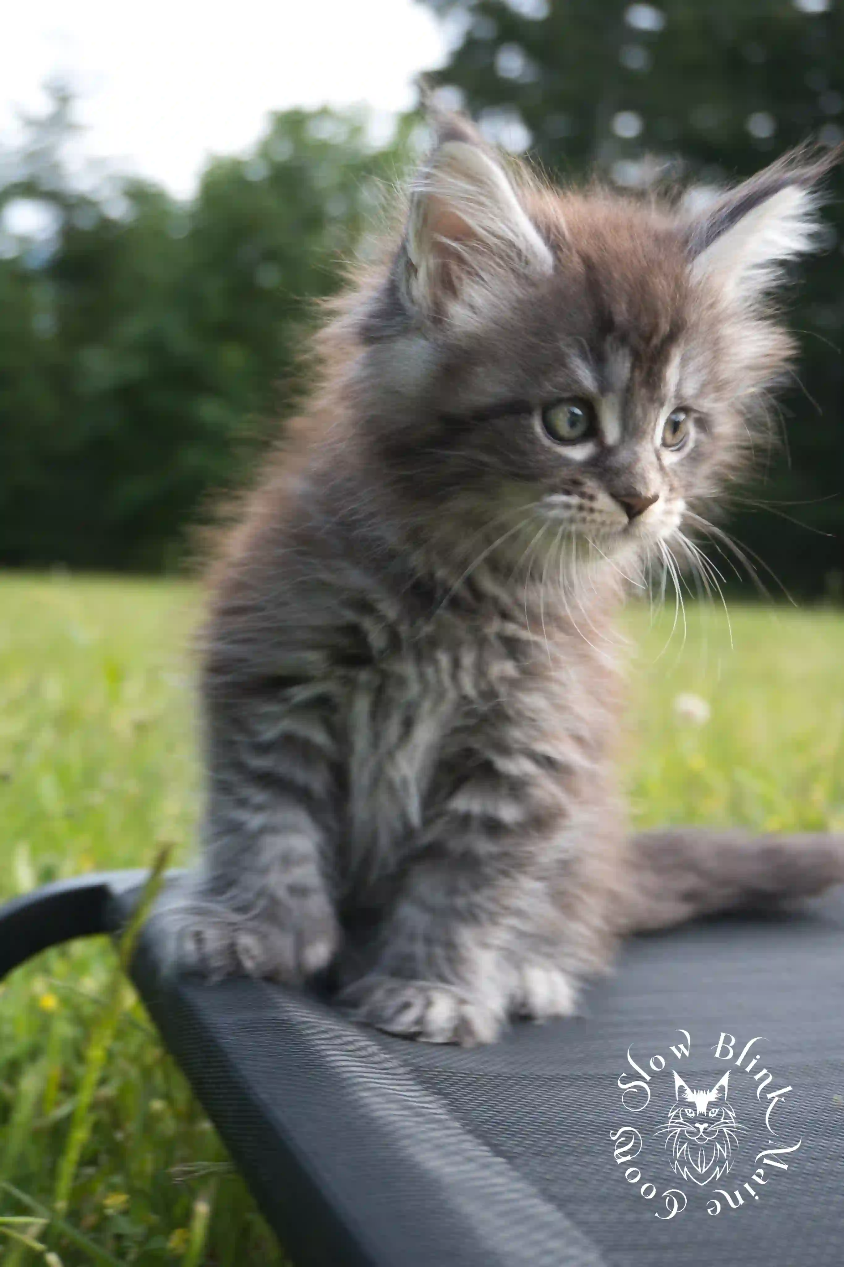 black silver tabby maine coon kitten | male | ems code ns 22 | classic tabby | age 5 weeks | slowblinkmainecoons | taken june 2024 Black Silver Tabby Maine Coon Kittens > black silver tabby maine coon kitten | male | ems code ns 22 | classic tabby | age 5 weeks | slowblinkmainecoons | taken june 2024 | 1751
