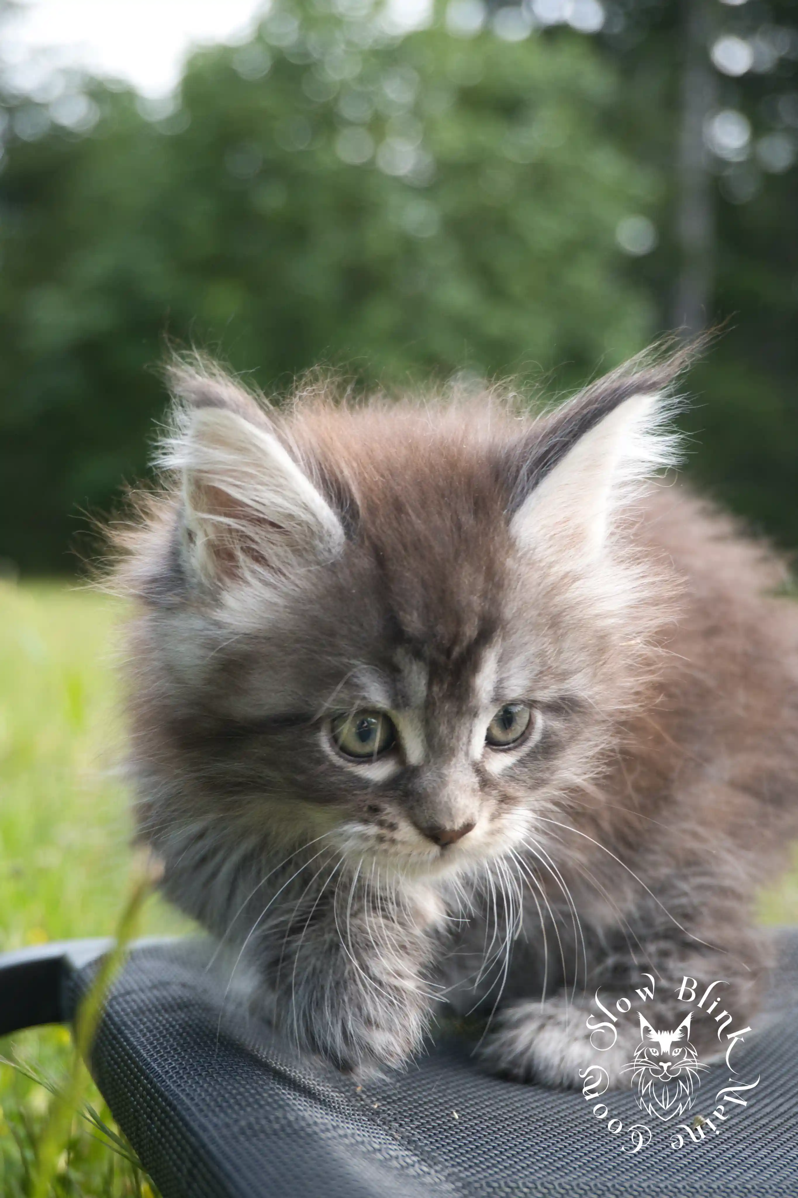 black silver tabby maine coon kitten | male | ems code ns 22 | classic tabby | age 5 weeks | slowblinkmainecoons | taken june 2024 Black Silver Tabby Maine Coon Kittens > black silver tabby maine coon kitten | male | ems code ns 22 | classic tabby | age 5 weeks | slowblinkmainecoons | taken june 2024 | 1753