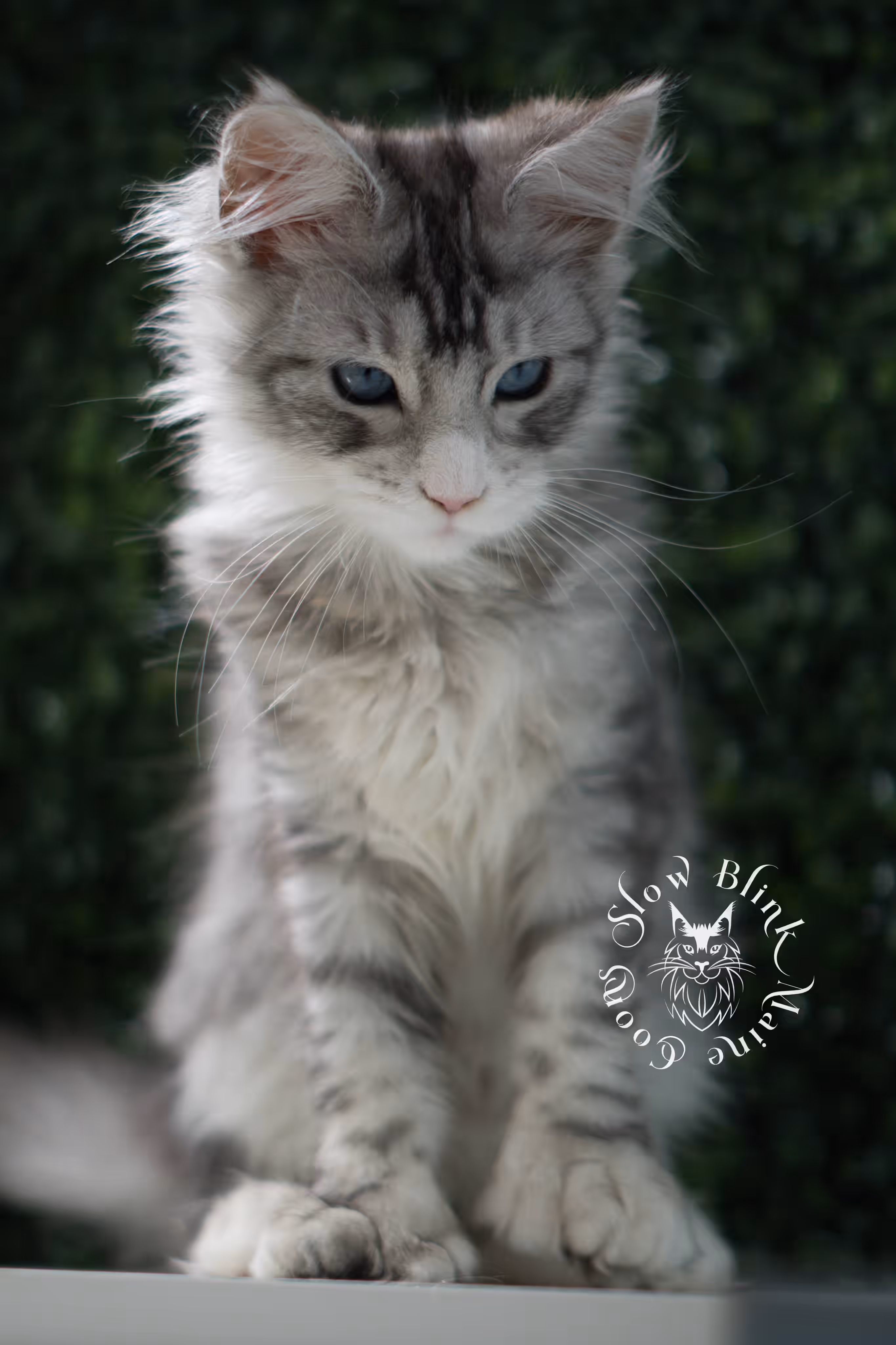 black silver tabby maine coon kitten female ems code mcp ns 22 61 01 poly SlowBlink Maine Coons Photo > black silver tabby maine coon kitten female ems code mcp ns 22 61 01 poly