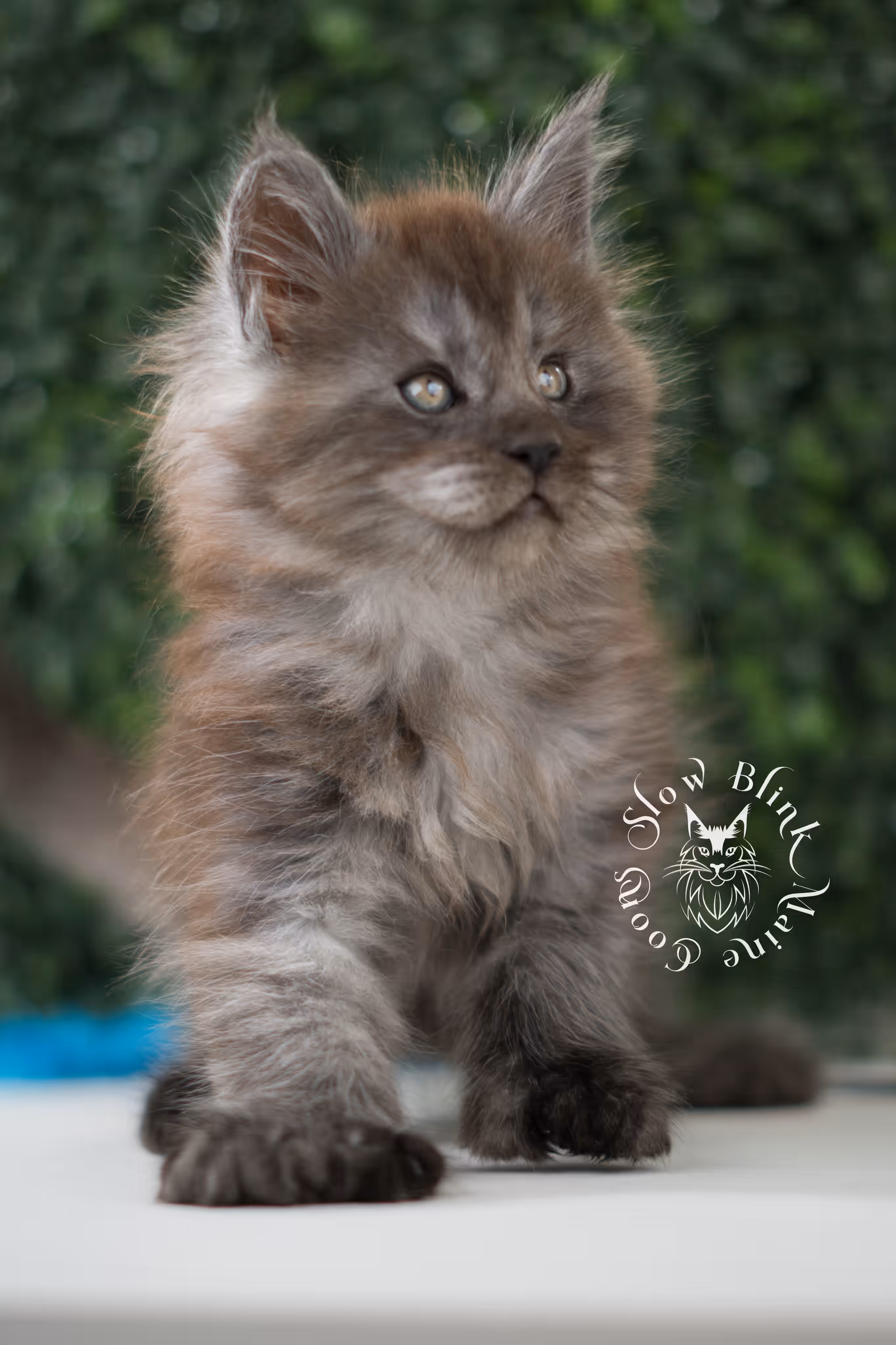 black smoke | maine coon kitten | age 7 weeks old | ems code mcp ns | poly | taken jun 2025 Black Smoke Maine Coon Kittens > black smoke | maine coon kitten | age 7 weeks old | ems code mcp ns | poly | taken jun 2025 | idx 01