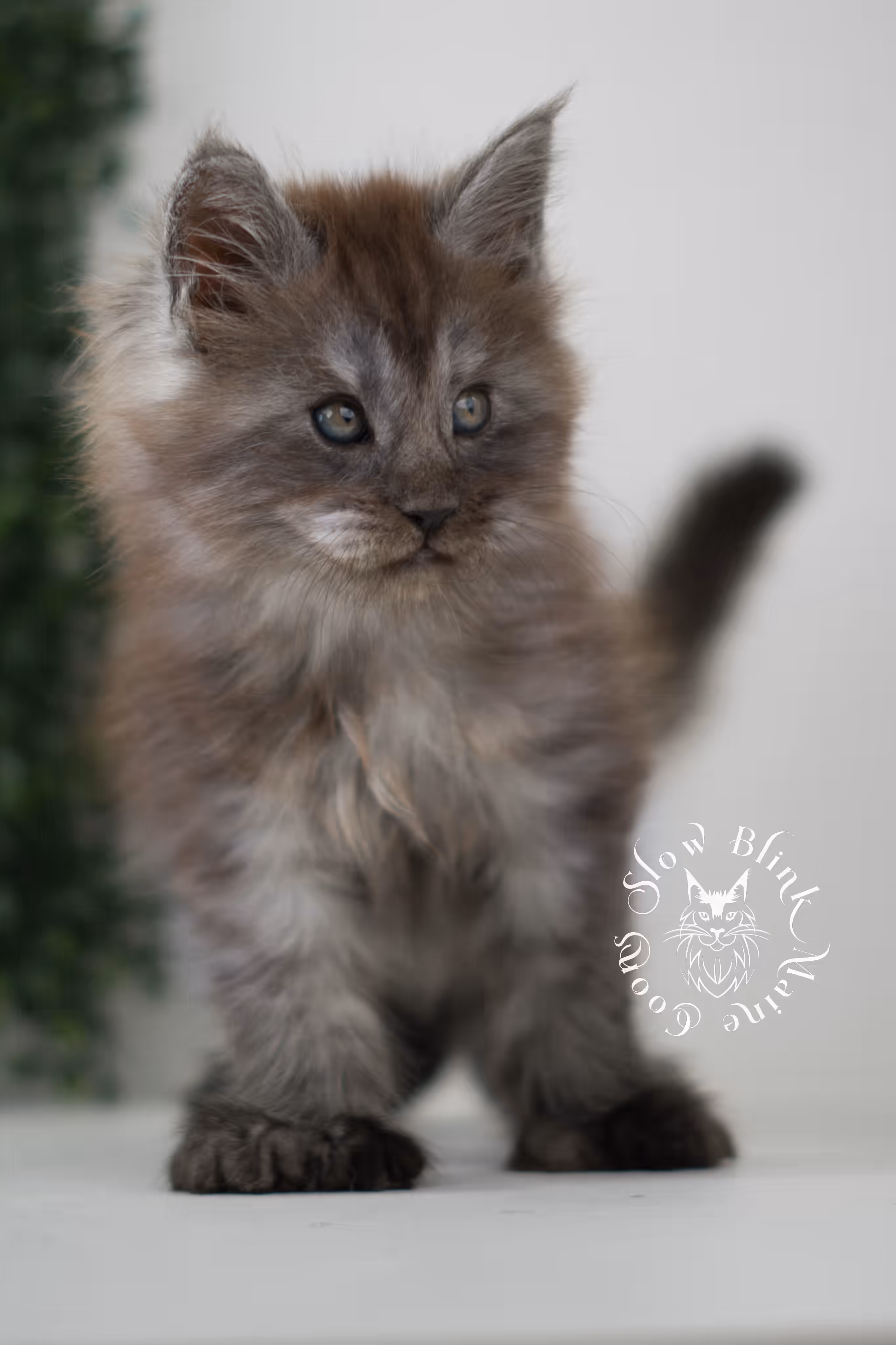 black smoke | maine coon kitten | age 7 weeks old | ems code mcp ns | poly | taken jun 2025 Black Smoke Maine Coon Kittens > black smoke | maine coon kitten | age 7 weeks old | ems code mcp ns | poly | taken jun 2025 | idx 02
