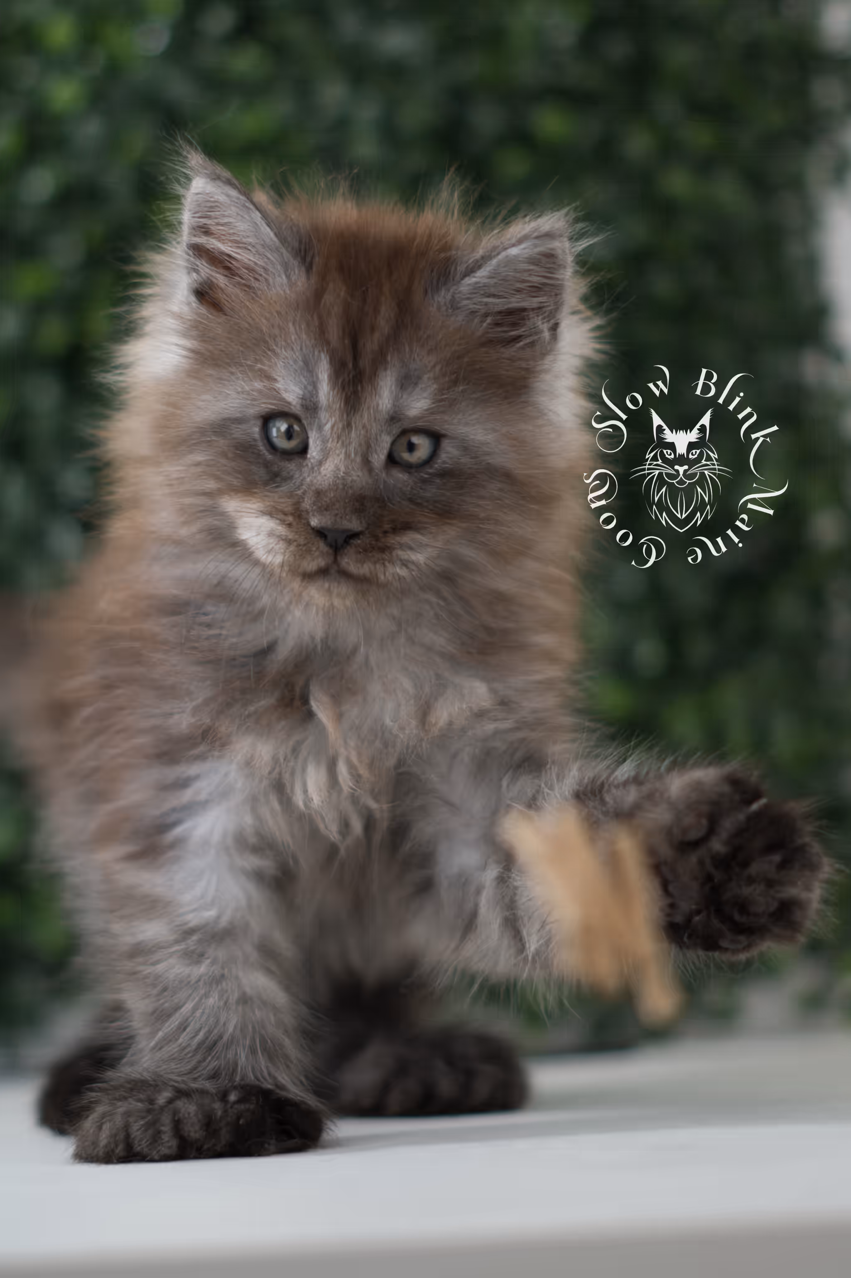 black smoke | maine coon kitten | age 7 weeks old | ems code mcp ns | poly | taken jun 2025 Black Smoke Maine Coon Kittens > black smoke | maine coon kitten | age 7 weeks old | ems code mcp ns | poly | taken jun 2025 | idx 03