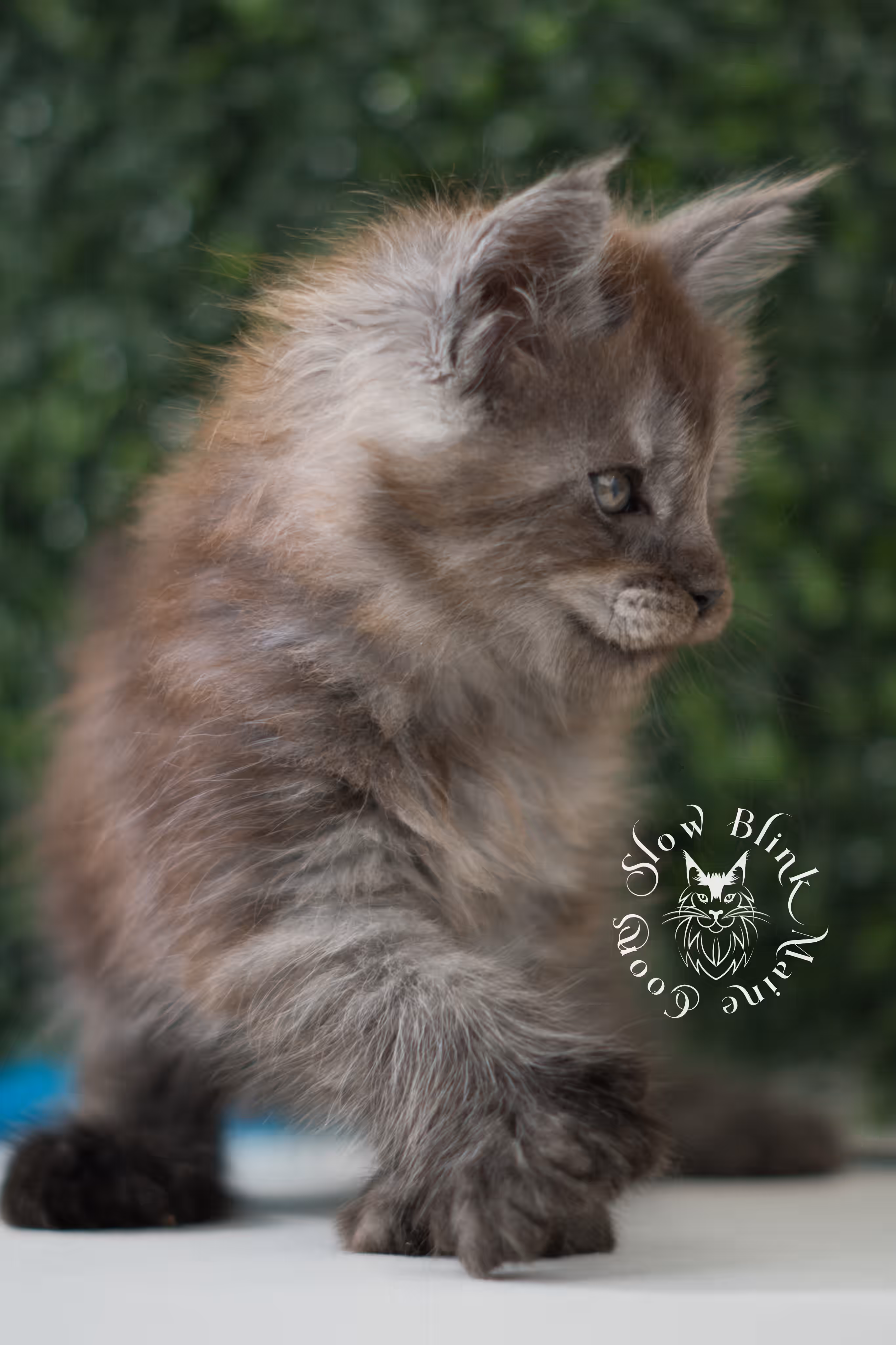 black smoke | maine coon kitten | age 7 weeks old | ems code mcp ns | poly | taken jun 2025 Black Smoke Maine Coon Kittens > black smoke | maine coon kitten | age 7 weeks old | ems code mcp ns | poly | taken jun 2025 | idx 04