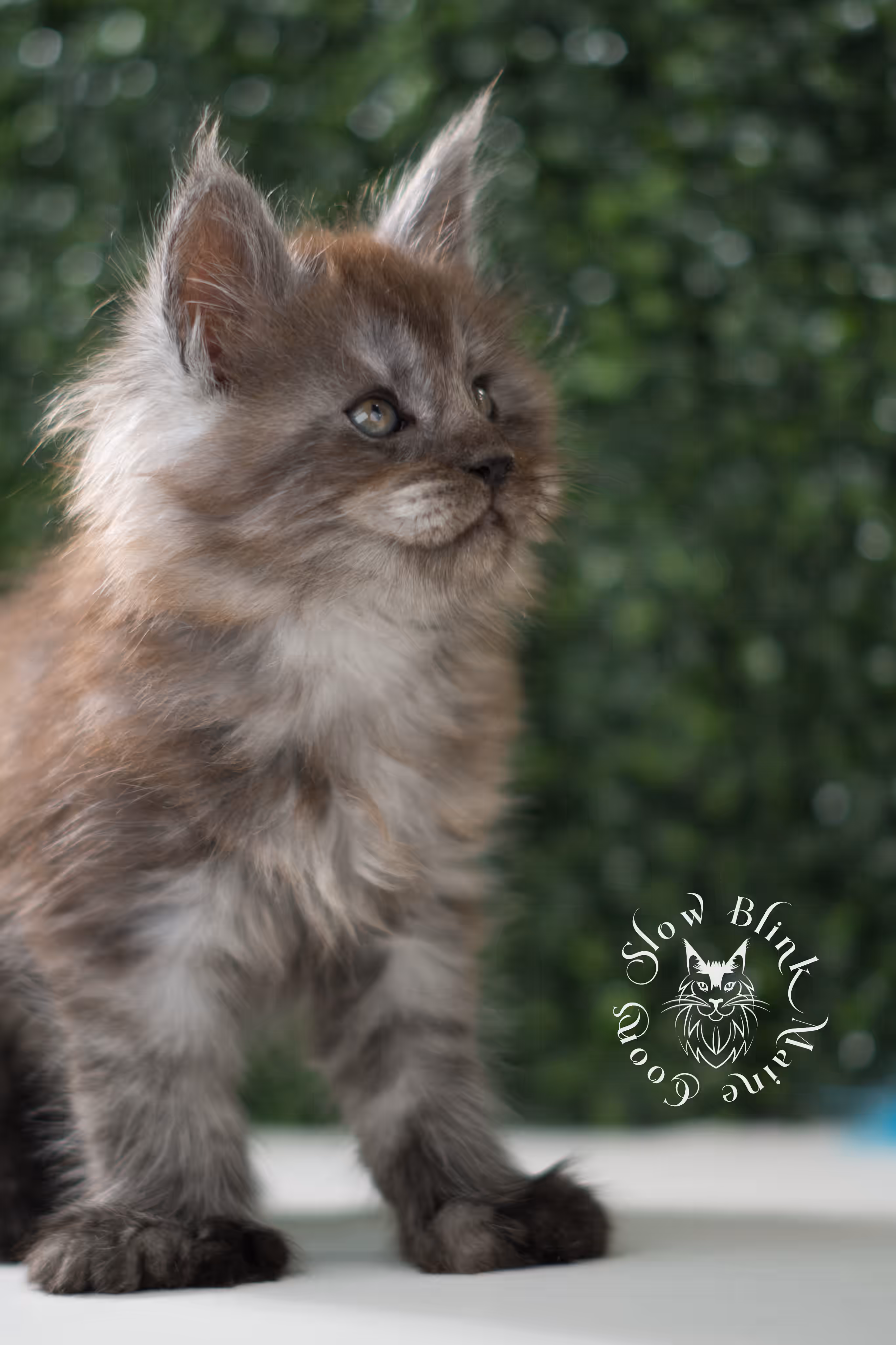 black smoke | maine coon kitten | age 7 weeks old | ems code mcp ns | poly | taken jun 2025 Black Smoke Maine Coon Kittens > black smoke | maine coon kitten | age 7 weeks old | ems code mcp ns | poly | taken jun 2025 | idx 05