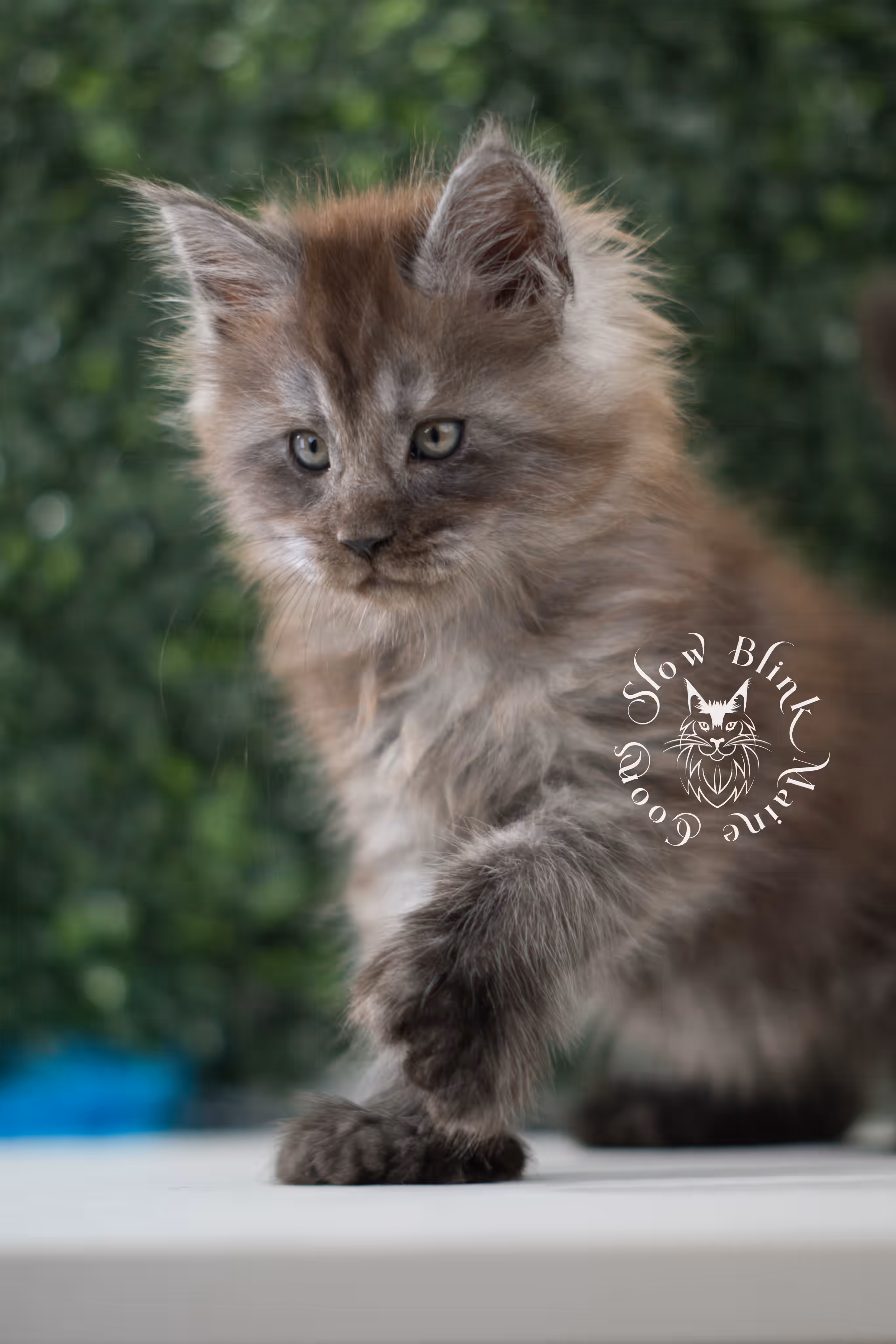 black smoke | maine coon kitten | age 7 weeks old | ems code mcp ns | poly | taken jun 2025 Black Smoke Maine Coon Kittens > black smoke | maine coon kitten | age 7 weeks old | ems code mcp ns | poly | taken jun 2025 | idx 06