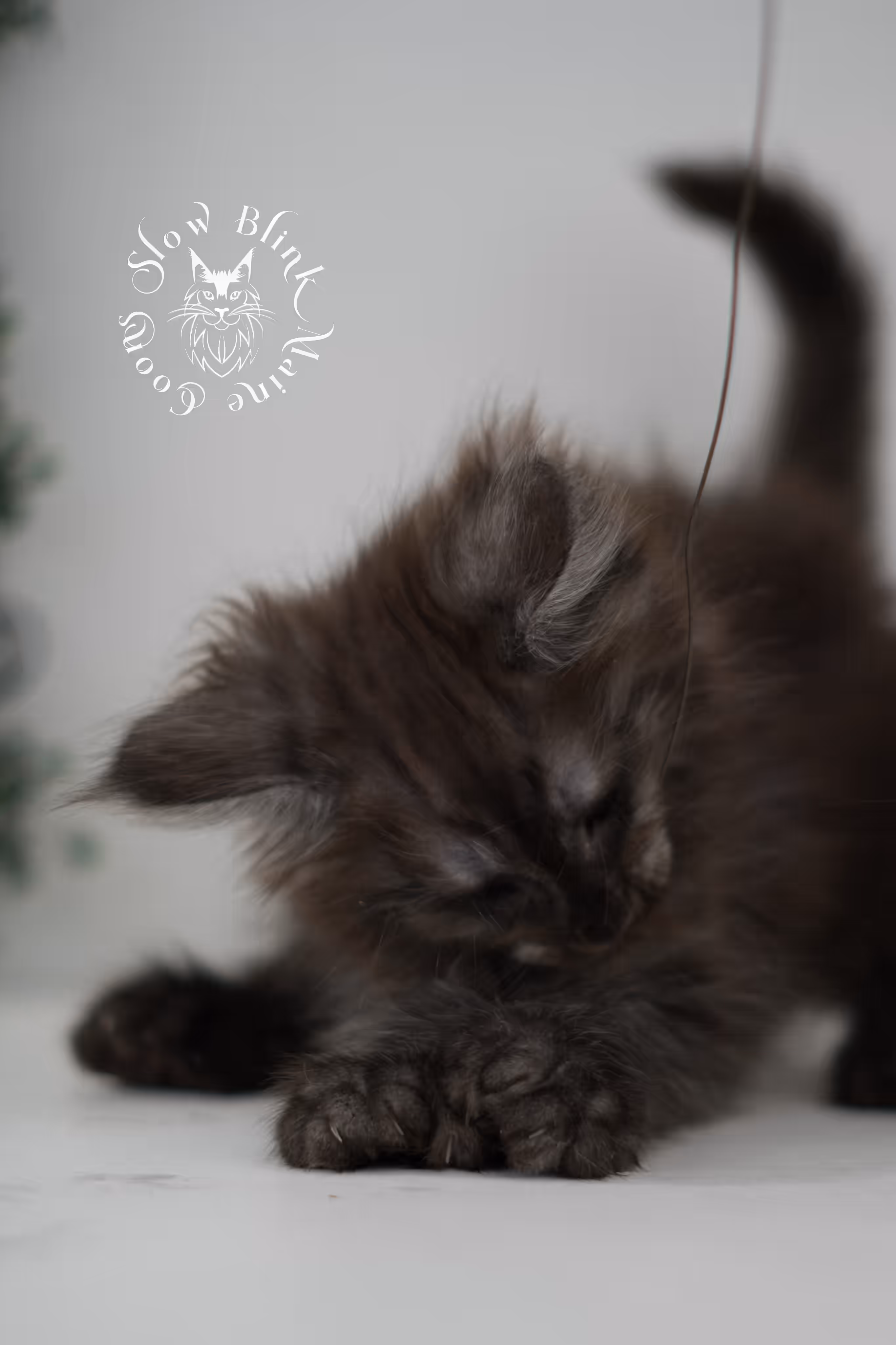 black smoke | maine coon kitten | age 7 weeks old | ems code mcp ns | poly | taken jun 2025 Black Smoke Maine Coon Kittens > black smoke | maine coon kitten | age 7 weeks old | ems code mcp ns | poly | taken jun 2025 | idx 08