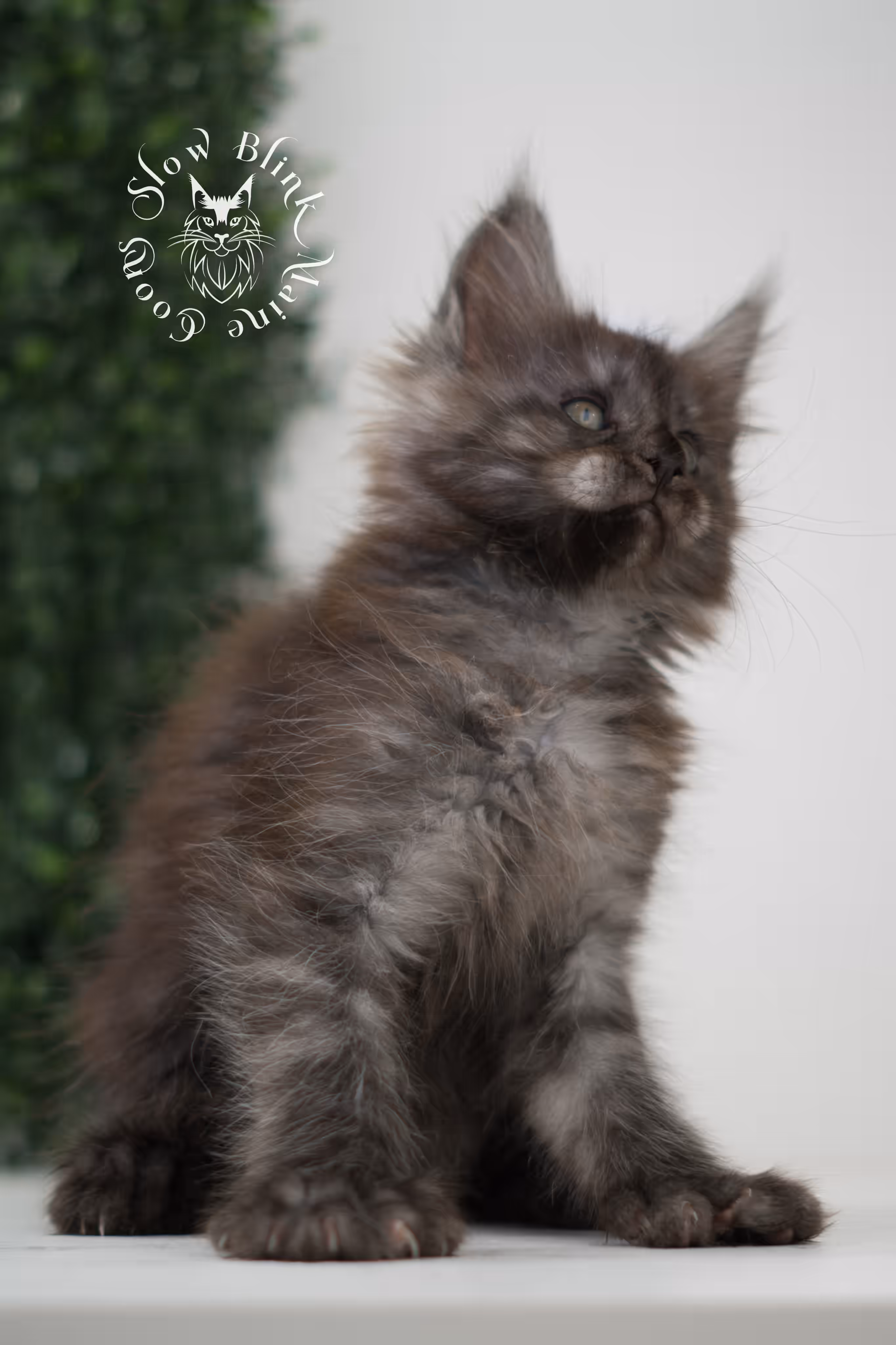 black smoke | maine coon kitten | age 7 weeks old | ems code mcp ns | poly | taken jun 2025 Black Smoke Maine Coon Kittens > black smoke | maine coon kitten | age 7 weeks old | ems code mcp ns | poly | taken jun 2025 | idx 09