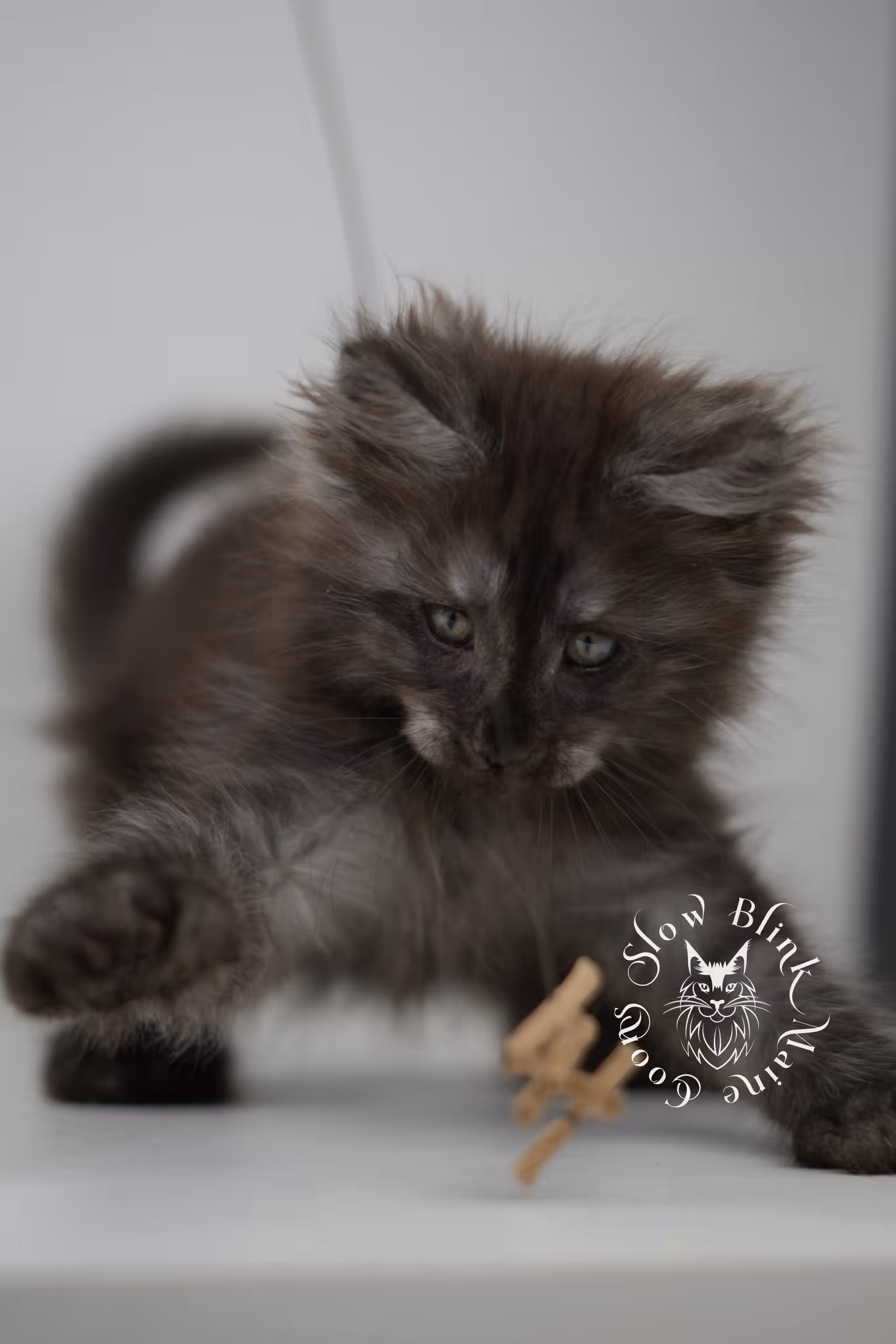 black smoke | maine coon kitten | age 7 weeks old | ems code mcp ns | poly | taken jun 2025 Black Smoke Maine Coon Kittens > black smoke | maine coon kitten | age 7 weeks old | ems code mcp ns | poly | taken jun 2025 | idx 11