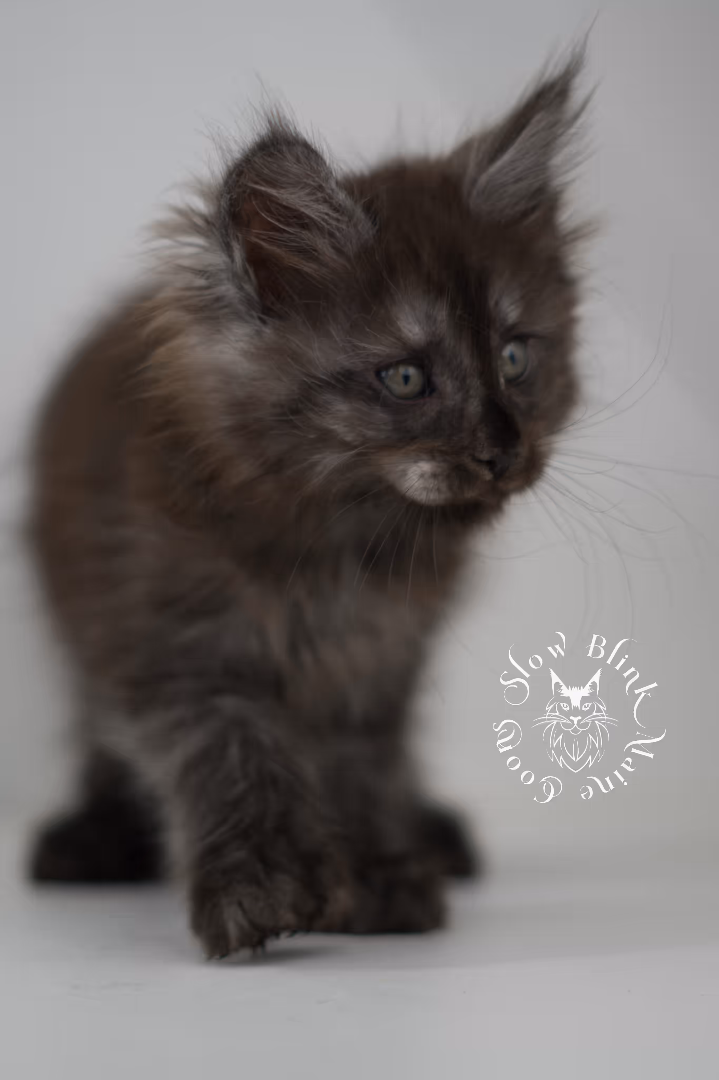 black smoke | maine coon kitten | age 7 weeks old | ems code mcp ns | poly | taken jun 2025 Black Smoke Maine Coon Kittens > black smoke | maine coon kitten | age 7 weeks old | ems code mcp ns | poly | taken jun 2025 | idx 12