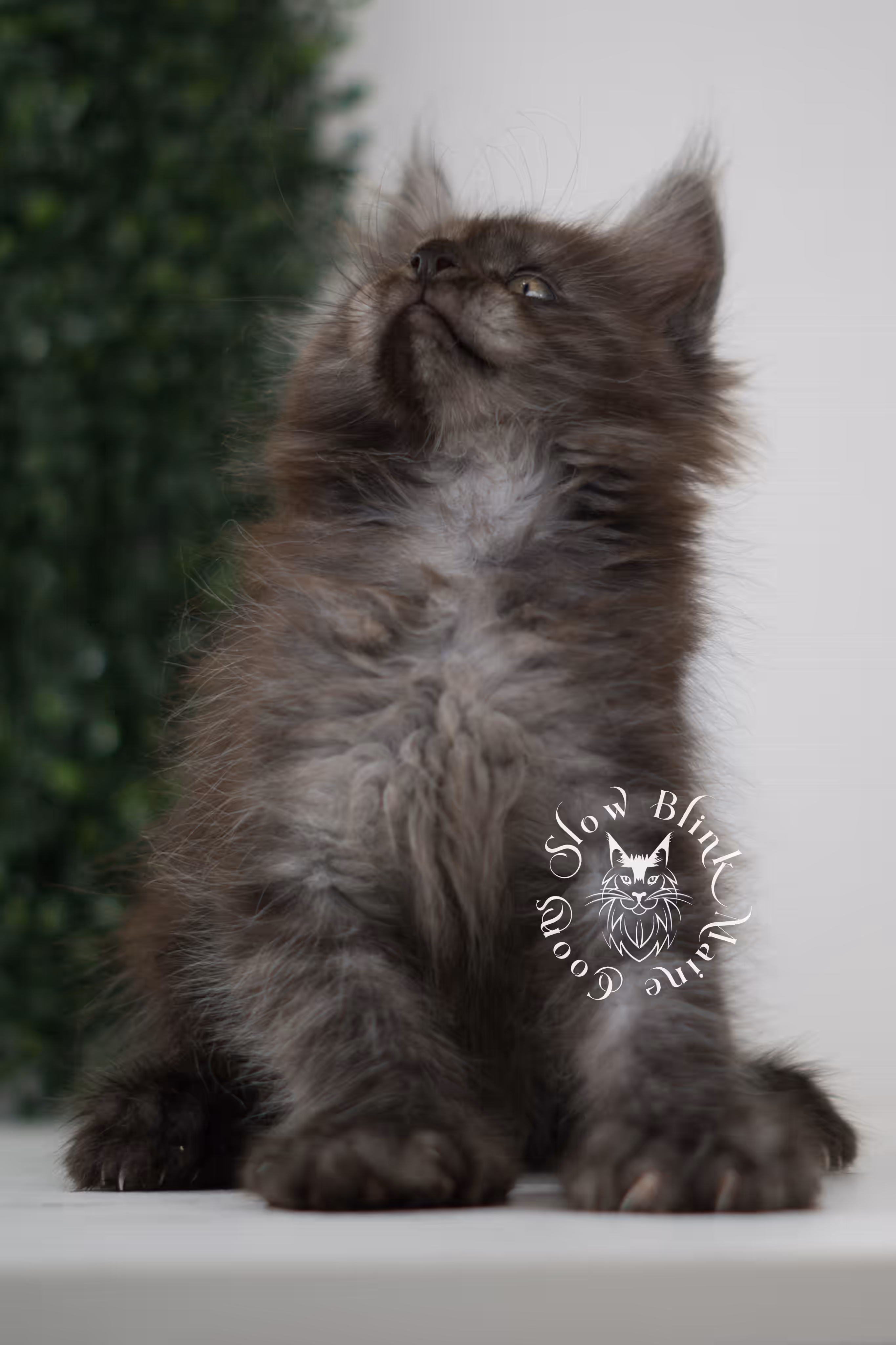 black smoke | maine coon kitten | age 7 weeks old | ems code mcp ns | poly | taken jun 2025 Black Smoke Maine Coon Kittens > black smoke | maine coon kitten | age 7 weeks old | ems code mcp ns | poly | taken jun 2025 | idx 13