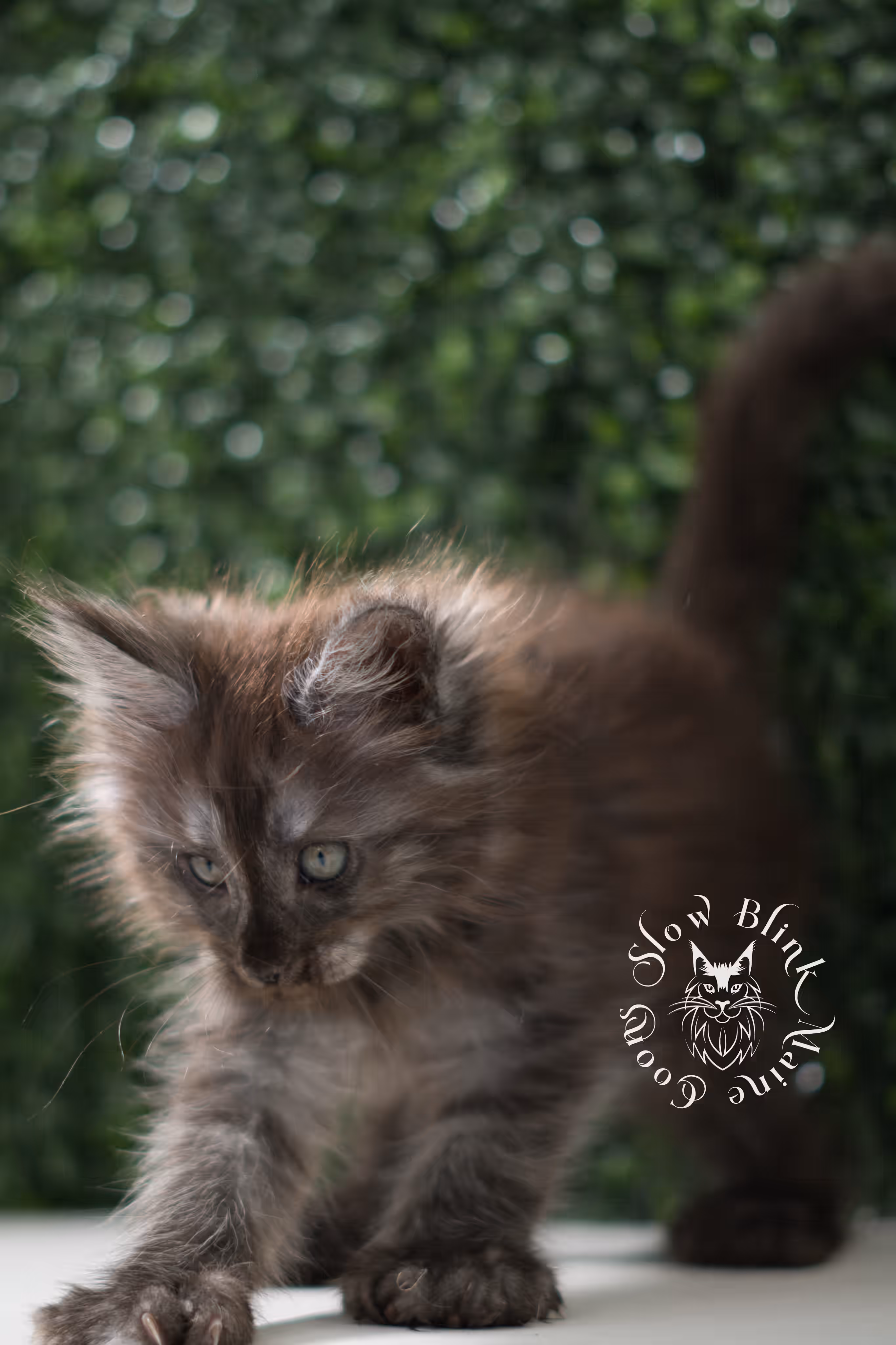 black smoke | maine coon kitten | age 7 weeks old | ems code mcp ns | poly | taken jun 2025 Black Smoke Maine Coon Kittens > black smoke | maine coon kitten | age 7 weeks old | ems code mcp ns | poly | taken jun 2025 | idx 14
