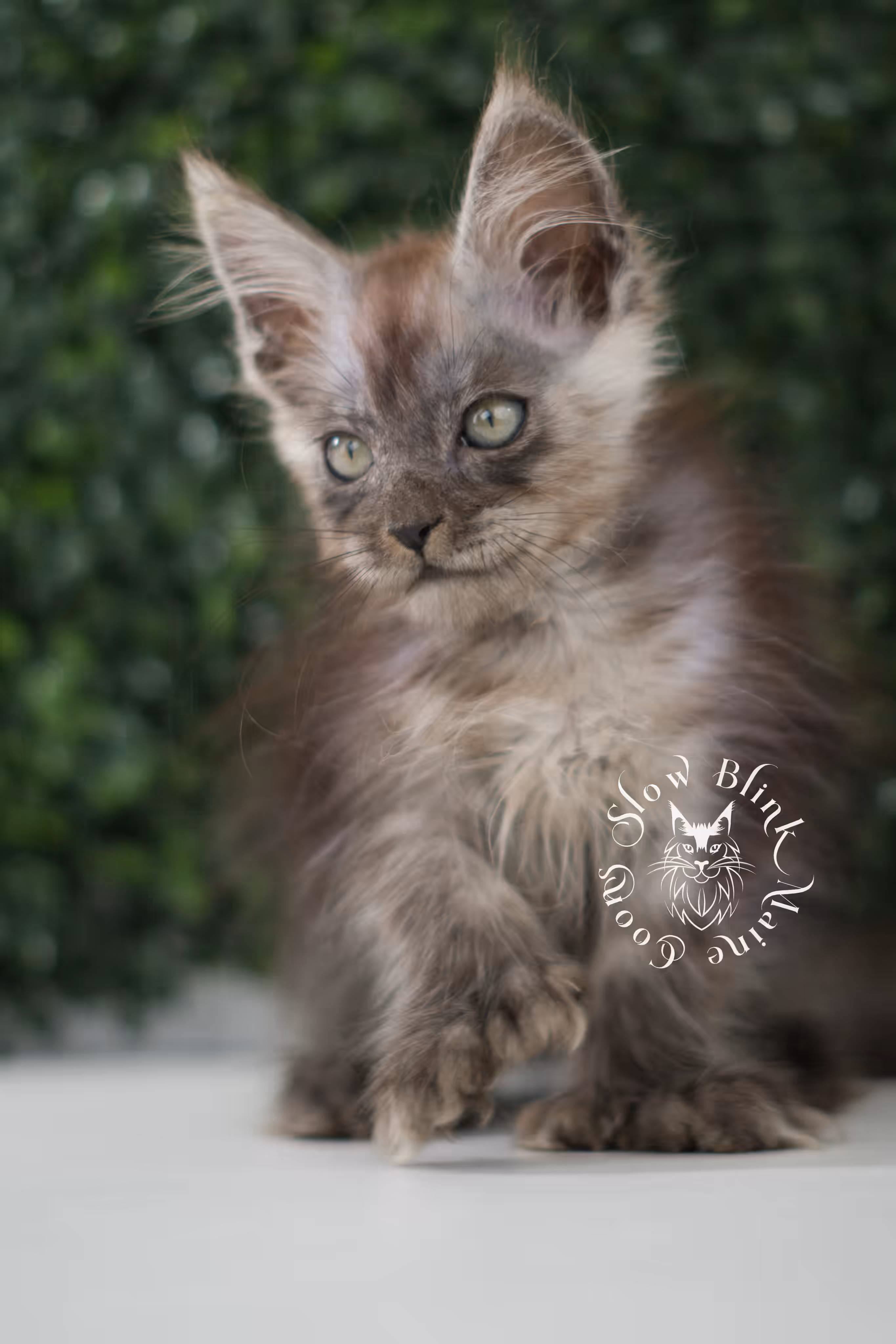 black smoke | maine coon kitten | age 8 weeks old | ems code mcp ns | poly | taken jun 2025 | female Black Smoke Maine Coon Kittens > black smoke | maine coon kitten | age 8 weeks old | ems code mcp ns | poly | taken jun 2025 | female | idx 07 1