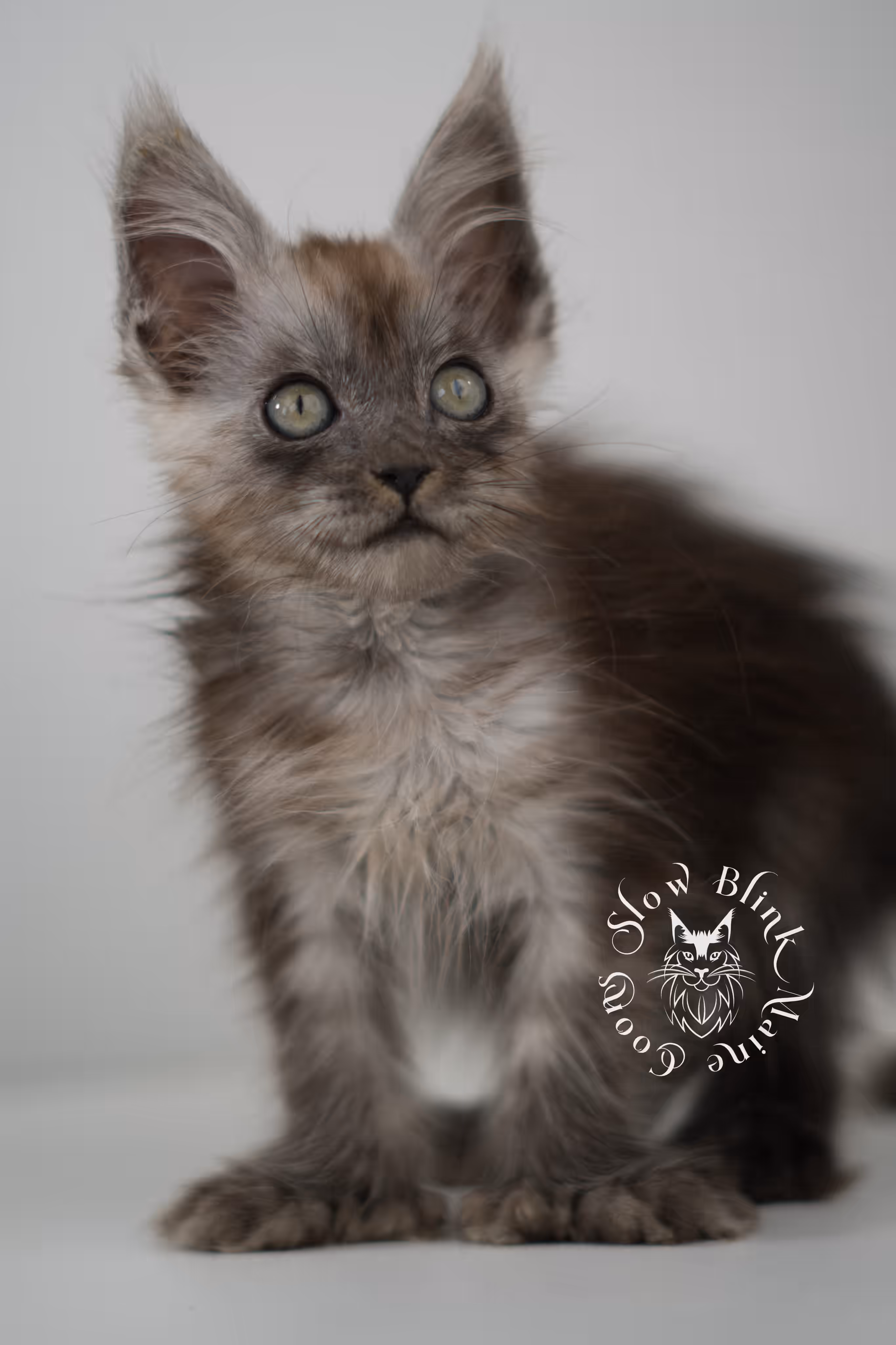 black smoke | maine coon kitten | age 8 weeks old | ems code mcp ns | poly | taken jun 2025 | female Black Smoke Maine Coon Kittens > black smoke | maine coon kitten | age 8 weeks old | ems code mcp ns | poly | taken jun 2025 | female | idx 07 2