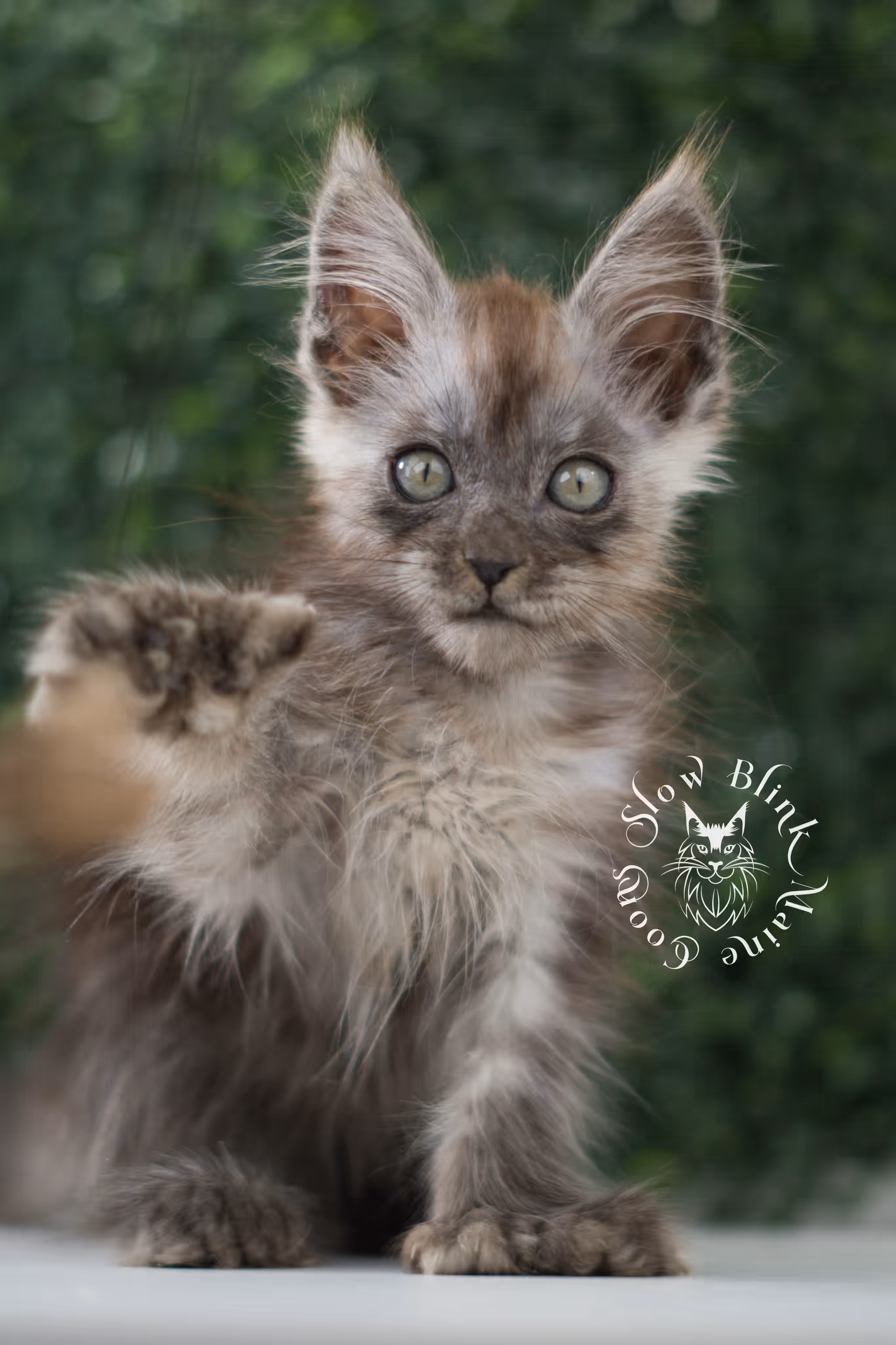 black smoke | maine coon kitten | age 8 weeks old | ems code mcp ns | poly | taken jun 2025 | female Black Smoke Maine Coon Kittens > black smoke | maine coon kitten | age 8 weeks old | ems code mcp ns | poly | taken jun 2025 | female | idx 07 3