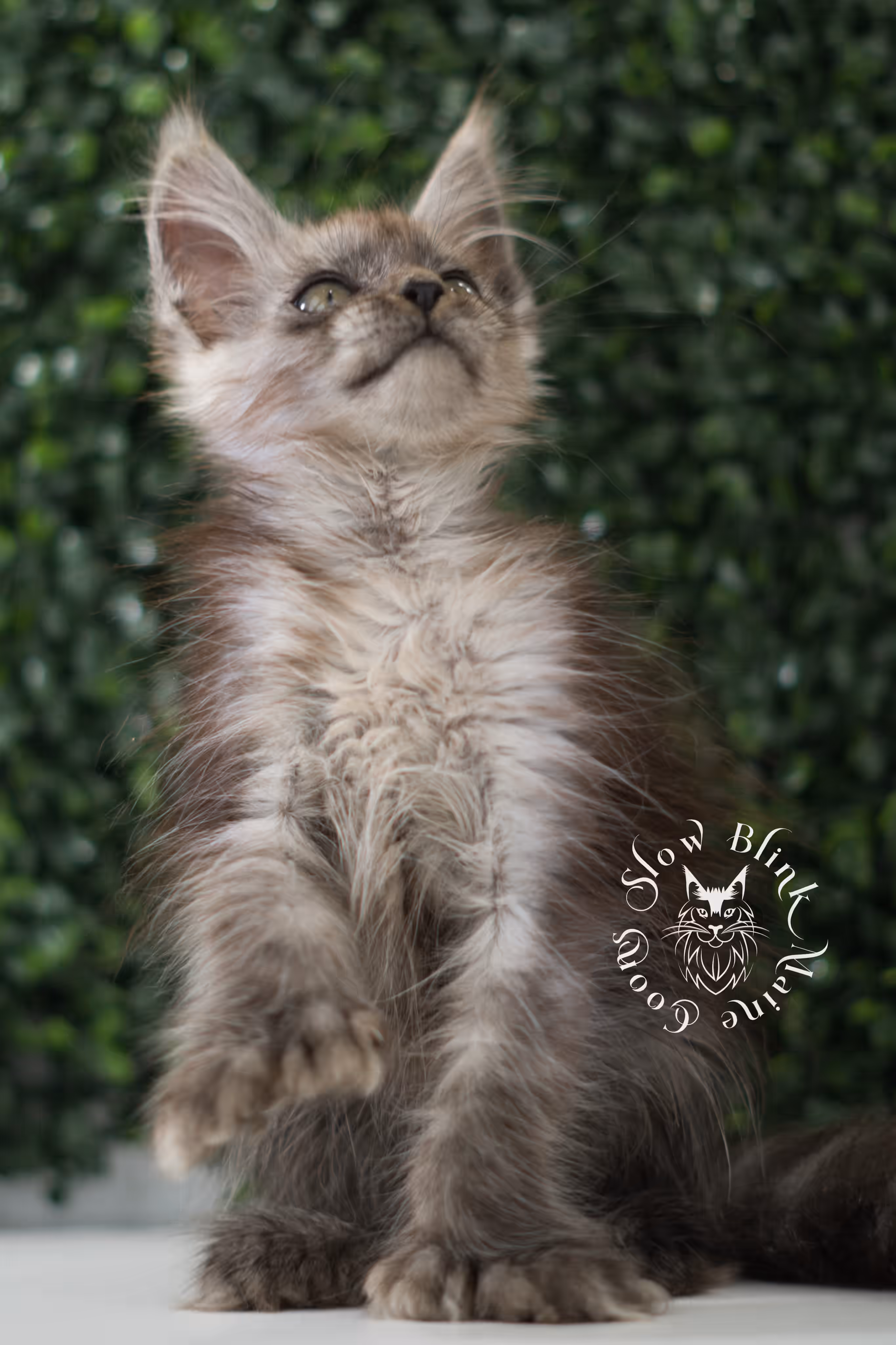 black smoke | maine coon kitten | age 8 weeks old | ems code mcp ns | poly | taken jun 2025 | female Black Smoke Maine Coon Kittens > black smoke | maine coon kitten | age 8 weeks old | ems code mcp ns | poly | taken jun 2025 | female | idx 07 4