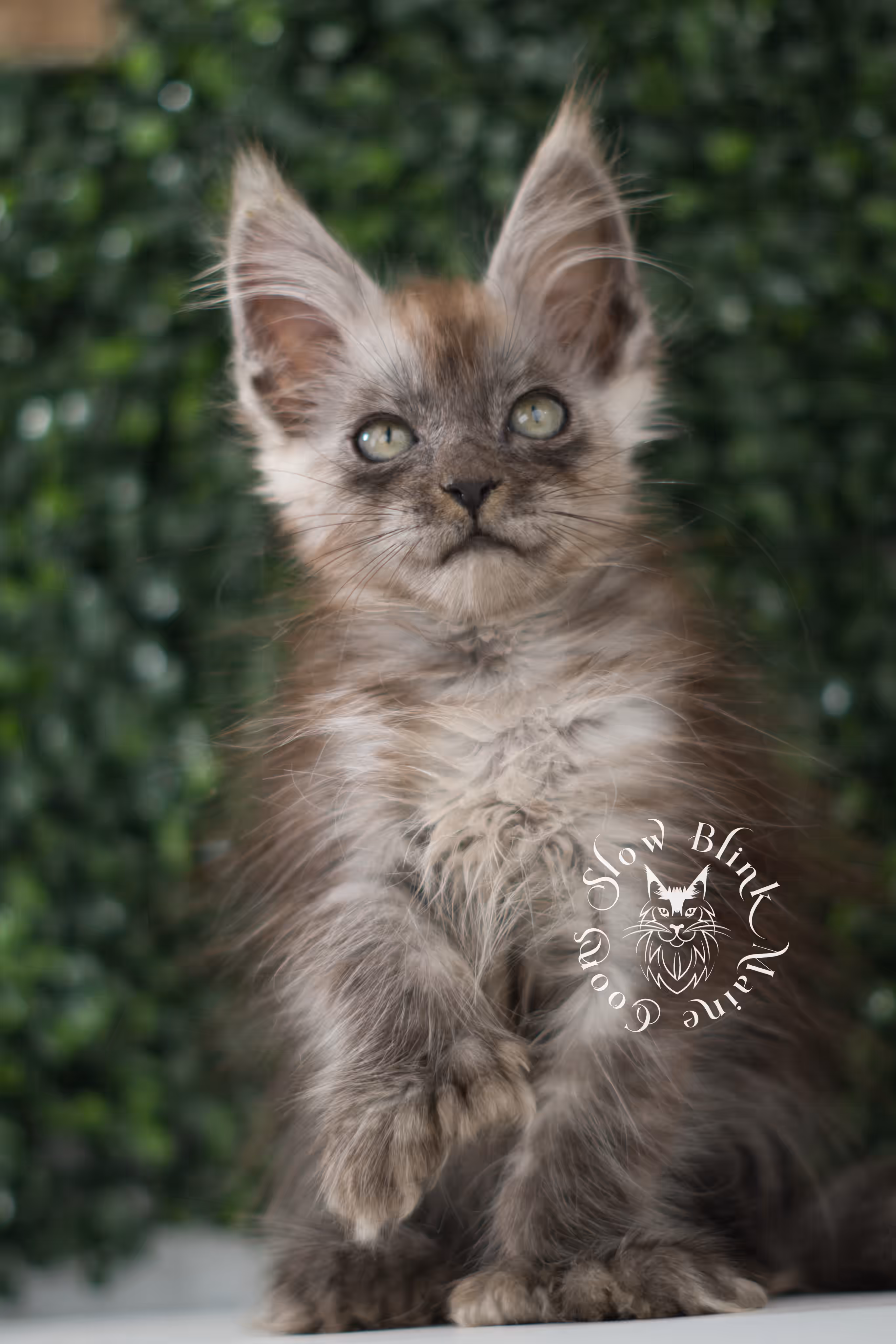 black smoke | maine coon kitten | age 8 weeks old | ems code mcp ns | poly | taken jun 2025 | female Black Smoke Maine Coon Kittens > black smoke | maine coon kitten | age 8 weeks old | ems code mcp ns | poly | taken jun 2025 | female | idx 07 5