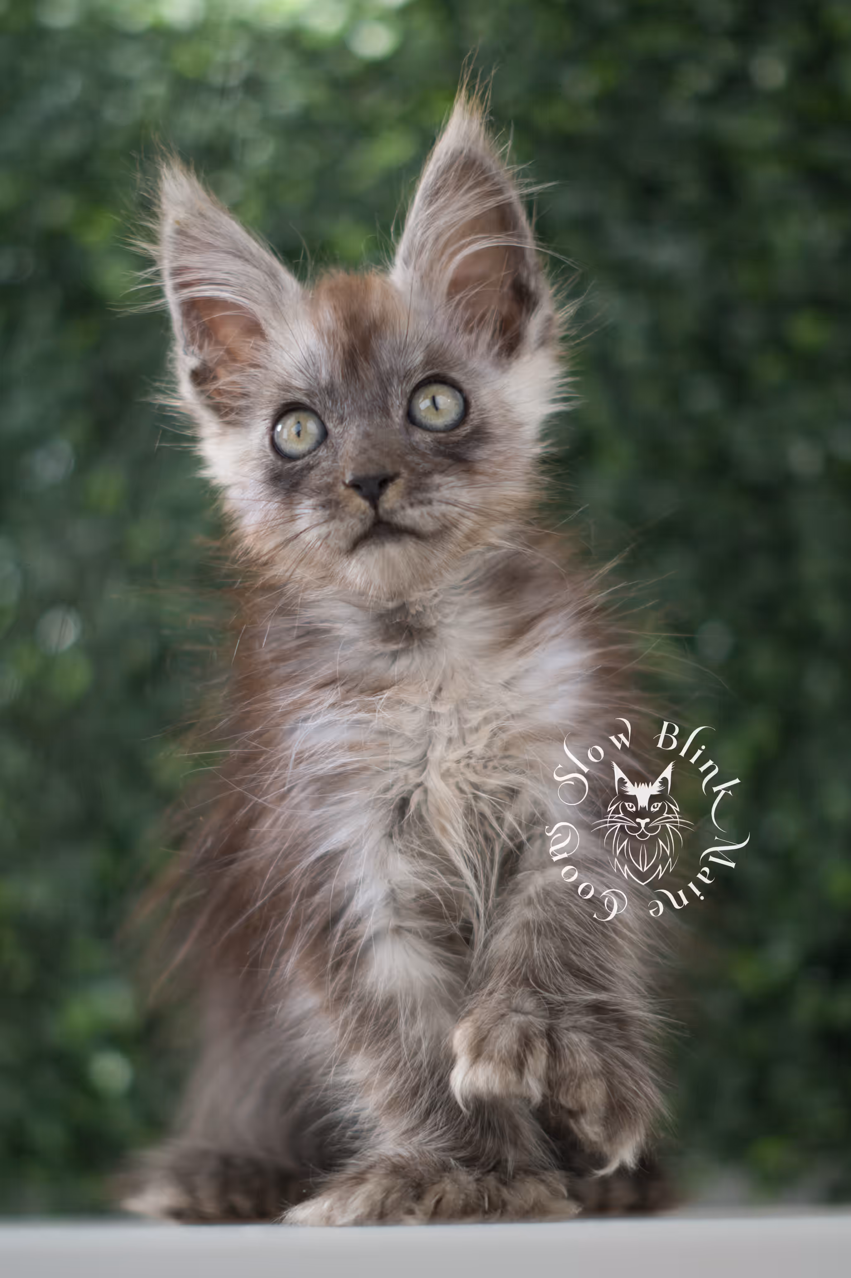 black smoke | maine coon kitten | age 8 weeks old | ems code mcp ns | poly | taken jun 2025 | female Black Smoke Maine Coon Kittens > black smoke | maine coon kitten | age 8 weeks old | ems code mcp ns | poly | taken jun 2025 | female | idx 07 6