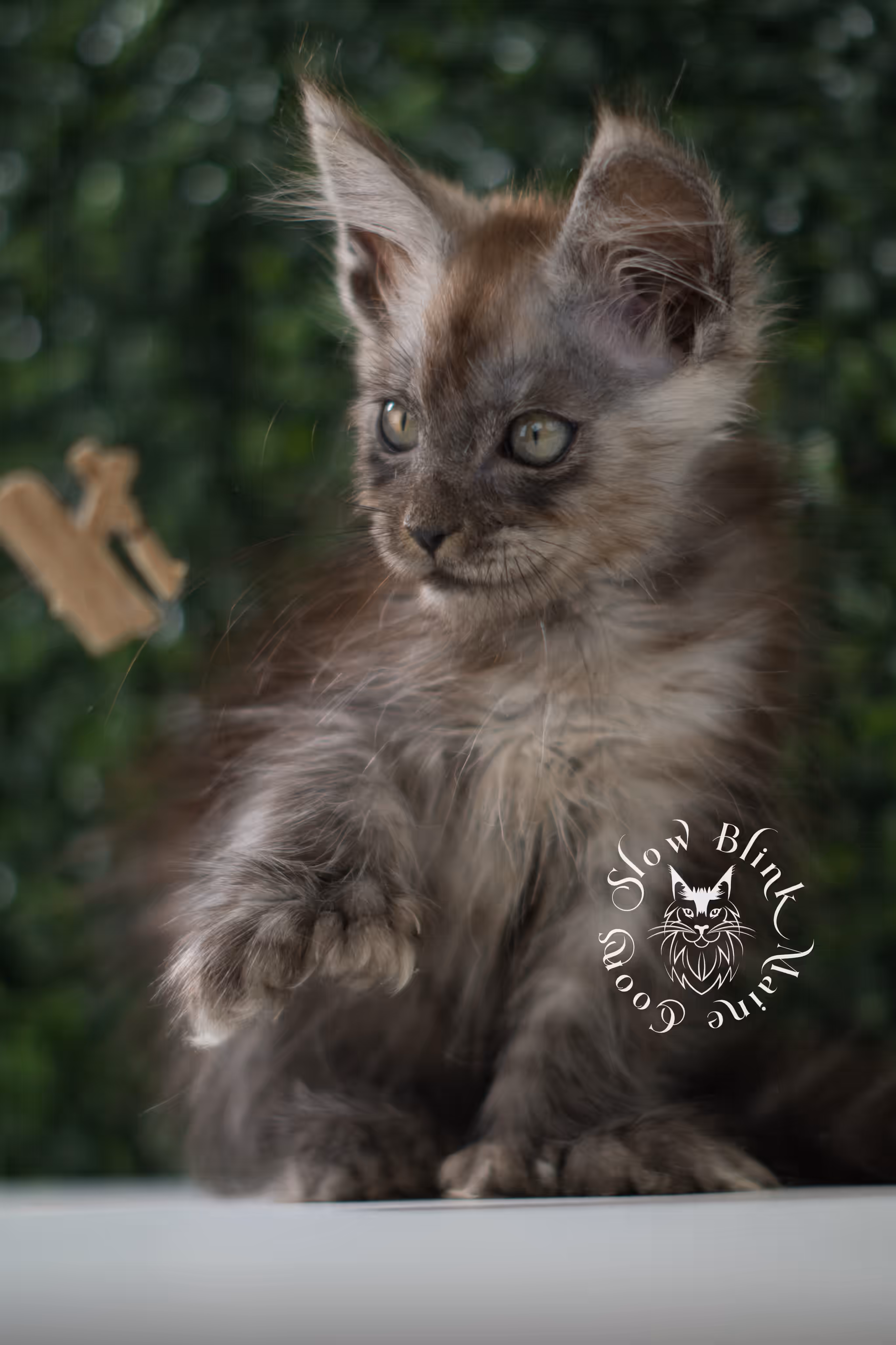 black smoke | maine coon kitten | age 8 weeks old | ems code mcp ns | poly | taken jun 2025 | female Black Smoke Maine Coon Kittens > black smoke | maine coon kitten | age 8 weeks old | ems code mcp ns | poly | taken jun 2025 | female | idx 07
