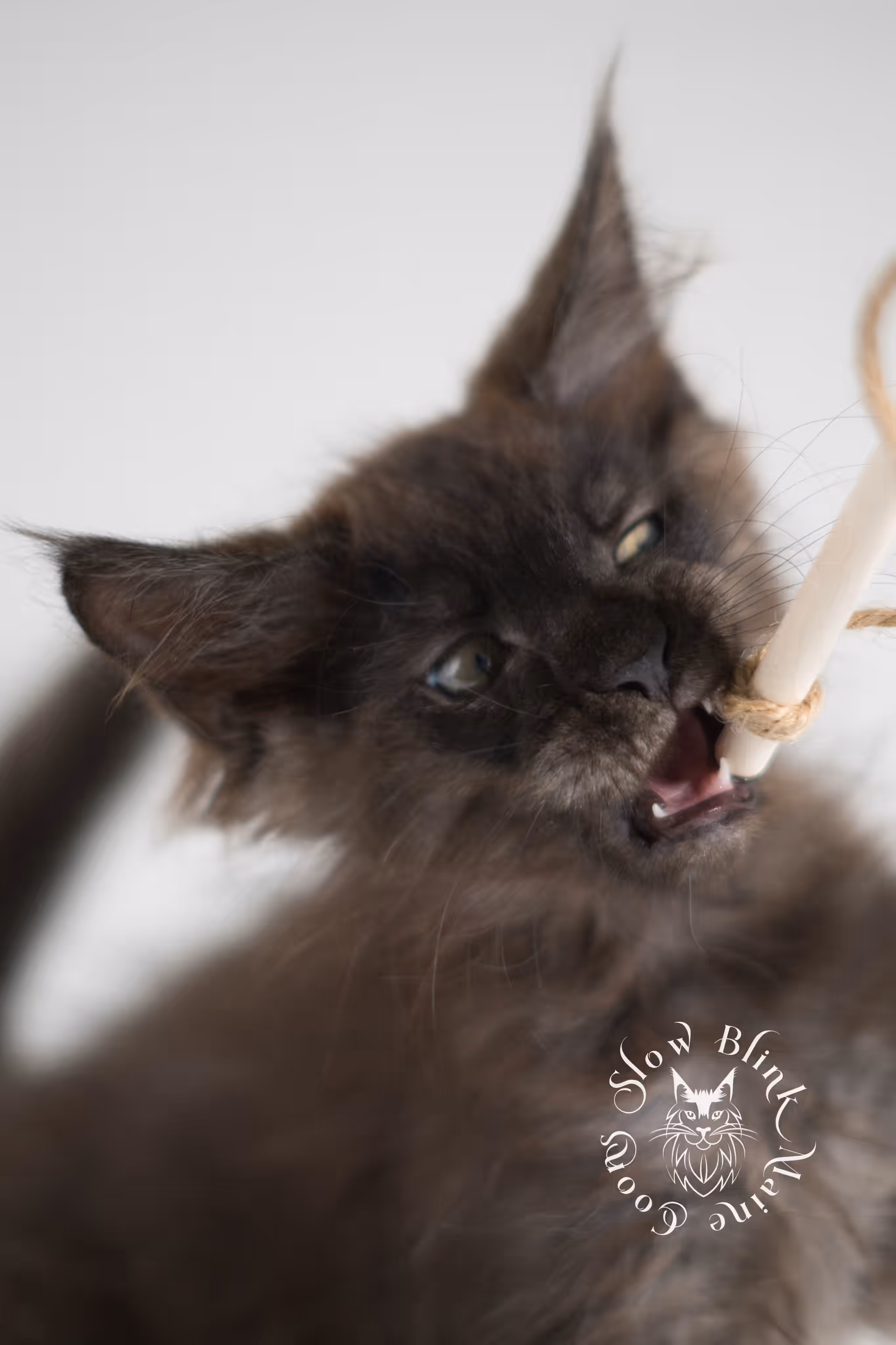 black smoke | maine coon kitten | ems code MCO ns | female | age 10 weeks | standard paws | taken jan 2025 Black Smoke Maine Coon Kittens > black smoke | maine coon kitten | ems code MCO ns | female | age 10 weeks | standard paws | taken jan 2025 | idx 01