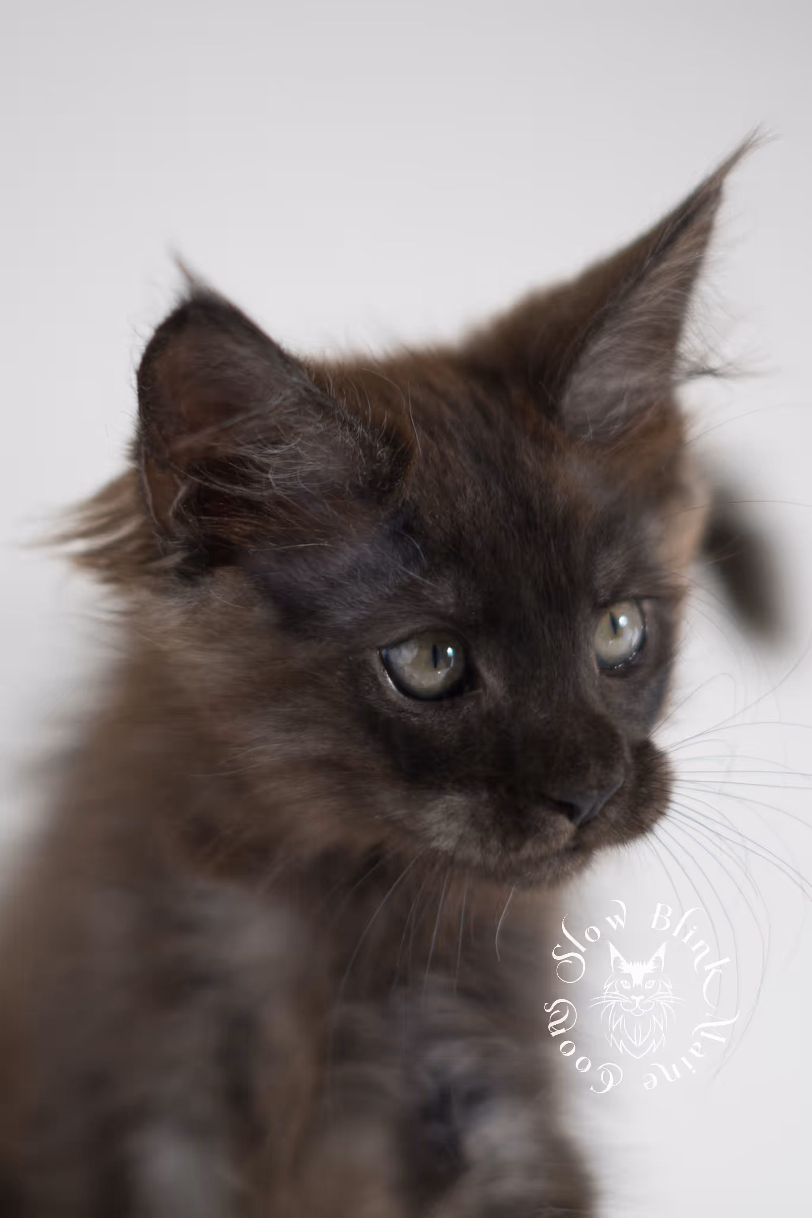 black smoke | maine coon kitten | ems code MCO ns | female | age 10 weeks | standard paws | taken jan 2025 Black Smoke Maine Coon Kittens > black smoke | maine coon kitten | ems code MCO ns | female | age 10 weeks | standard paws | taken jan 2025 | idx 02