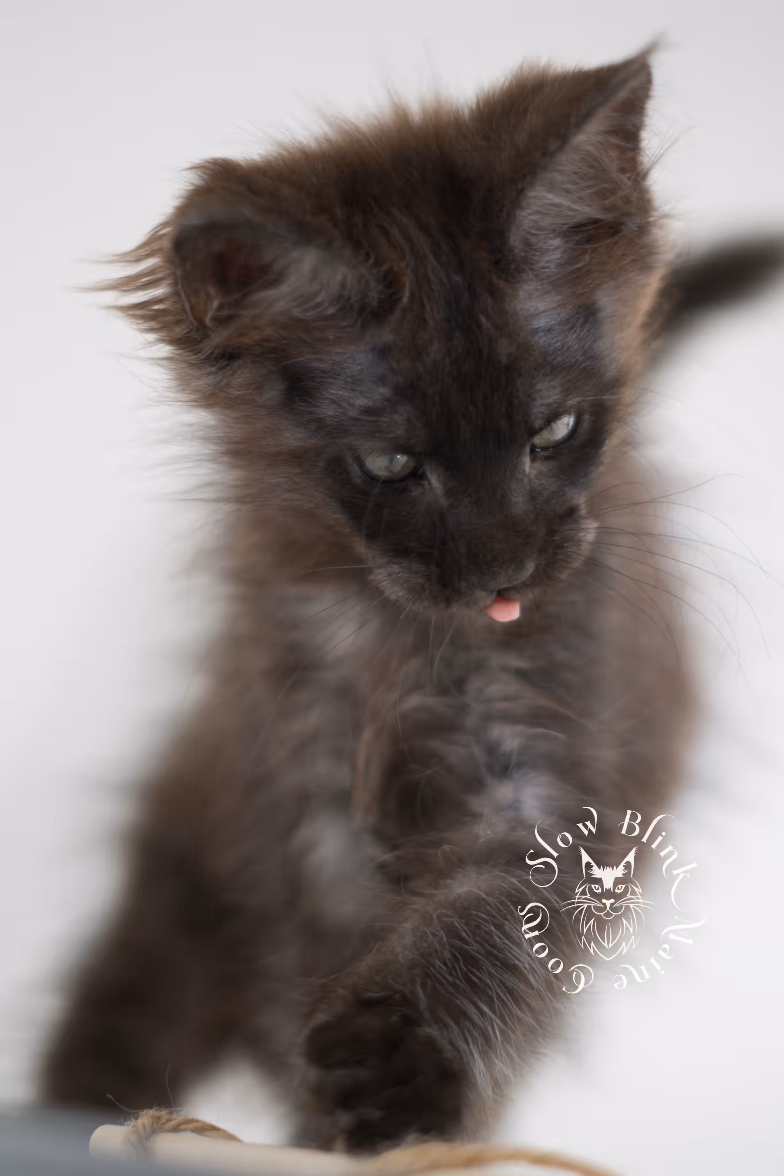 black smoke | maine coon kitten | ems code MCO ns | female | age 10 weeks | standard paws | taken jan 2025 Black Smoke Maine Coon Kittens > black smoke | maine coon kitten | ems code MCO ns | female | age 10 weeks | standard paws | taken jan 2025 | idx 03