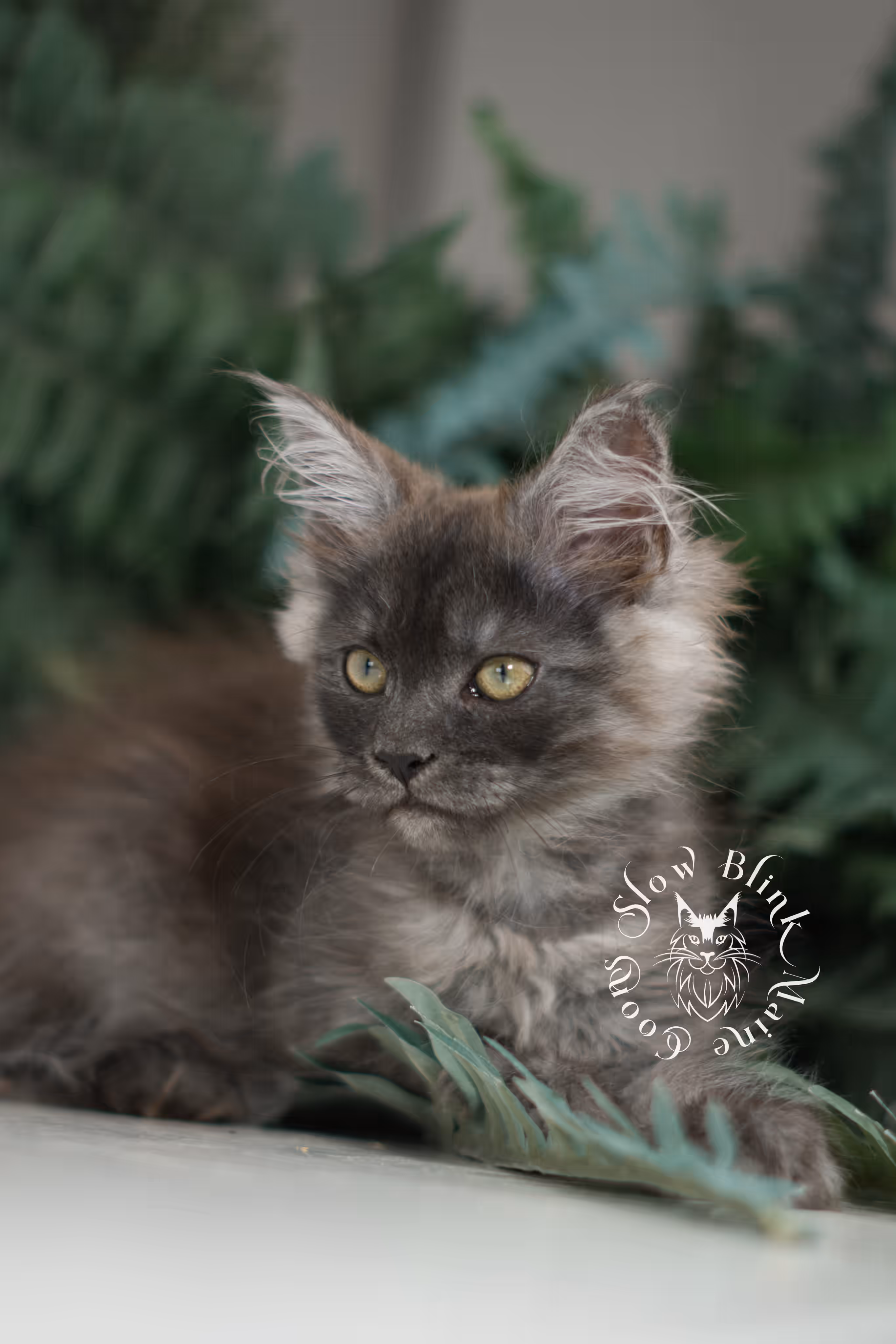black smoke | maine coon kitten | ems code MCO ns | female | age 9 weeks | paws standard | taken jan 2025 Black Smoke Maine Coon Kittens > black smoke | maine coon kitten | ems code MCO ns | female | age 9 weeks | paws standard | taken jan 2025 | idx 01