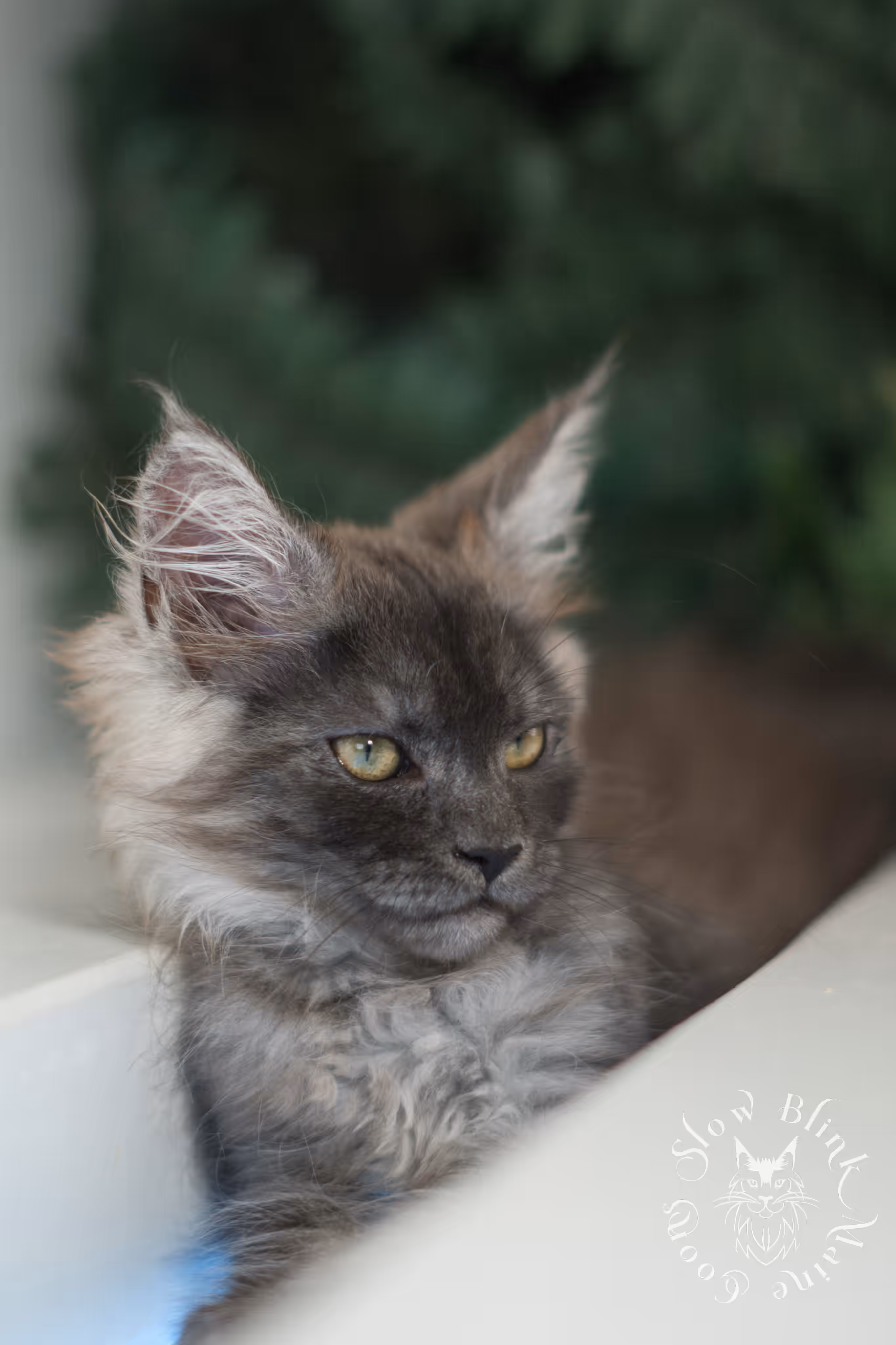 black smoke | maine coon kitten | ems code MCO ns | female | age 9 weeks | paws standard | taken jan 2025 Black Smoke Maine Coon Kittens > black smoke | maine coon kitten | ems code MCO ns | female | age 9 weeks | paws standard | taken jan 2025 | idx 02