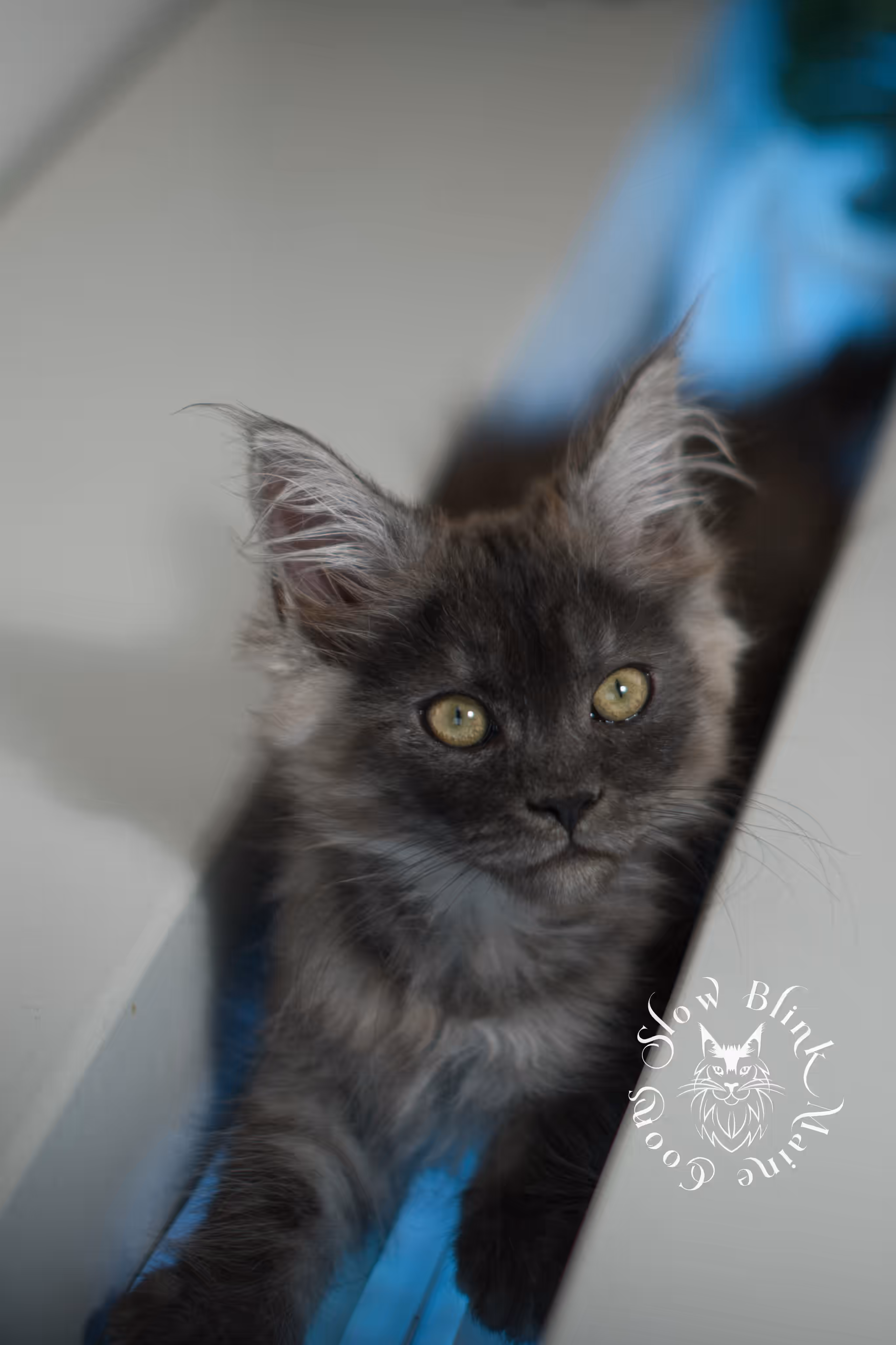 black smoke | maine coon kitten | ems code MCO ns | female | age 9 weeks | paws standard | taken jan 2025 Black Smoke Maine Coon Kittens > black smoke | maine coon kitten | ems code MCO ns | female | age 9 weeks | paws standard | taken jan 2025 | idx 03