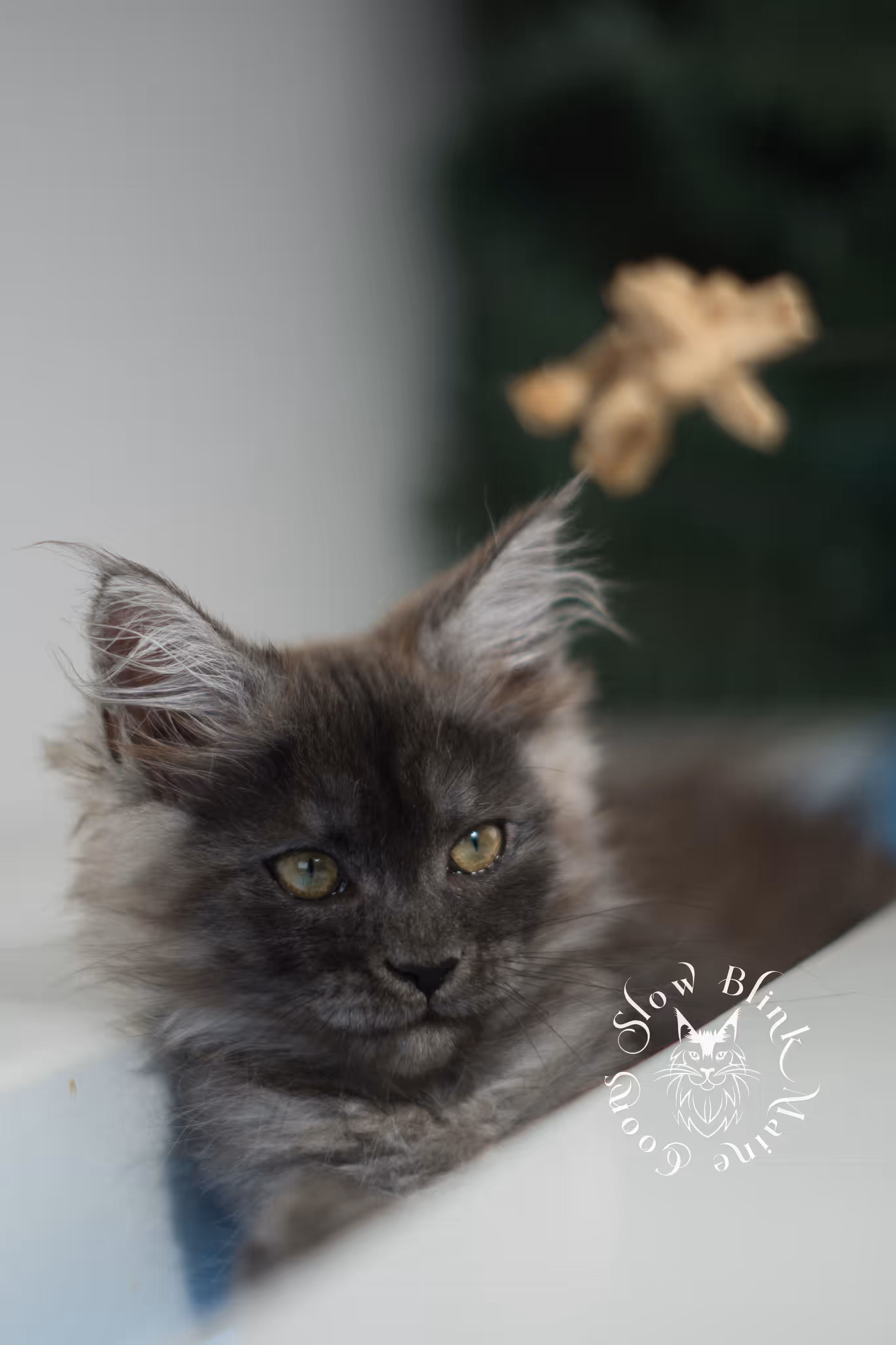 black smoke | maine coon kitten | ems code MCO ns | female | age 9 weeks | paws standard | taken jan 2025 Black Smoke Maine Coon Kittens > black smoke | maine coon kitten | ems code MCO ns | female | age 9 weeks | paws standard | taken jan 2025 | idx 04