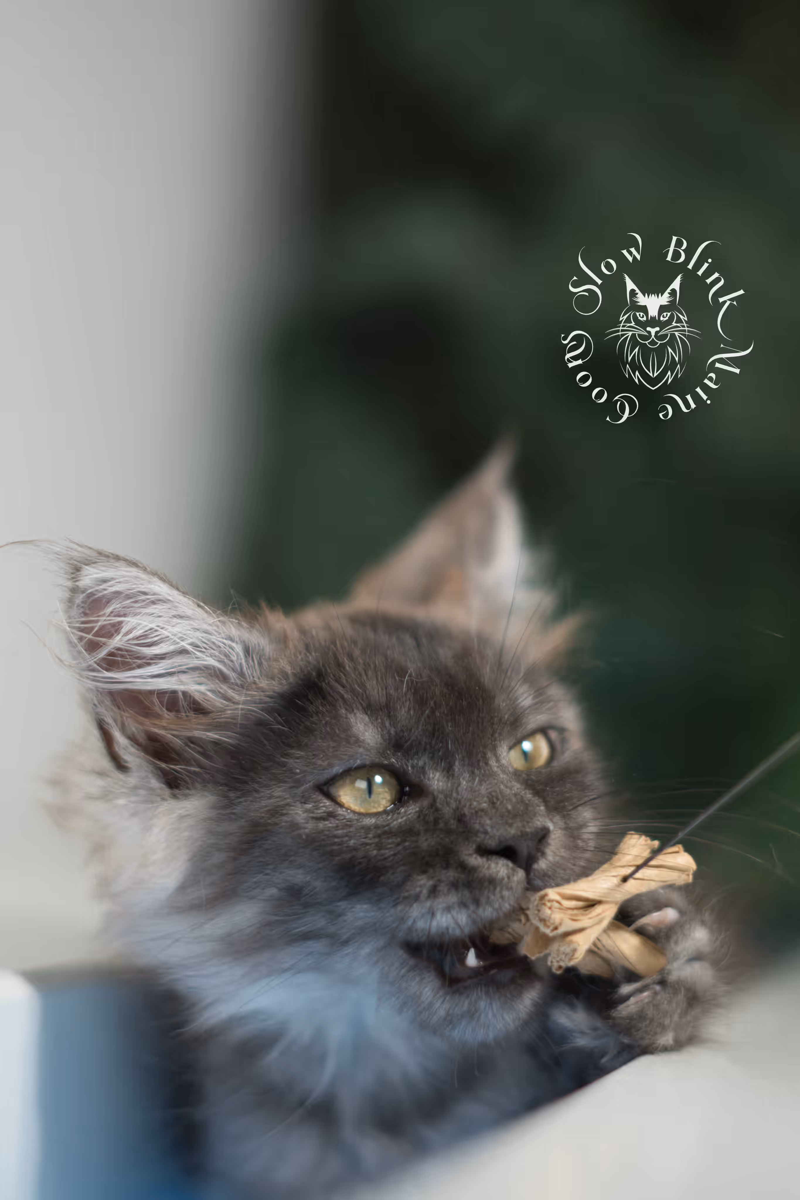 black smoke | maine coon kitten | ems code MCO ns | female | age 9 weeks | paws standard | taken jan 2025 Black Smoke Maine Coon Kittens > black smoke | maine coon kitten | ems code MCO ns | female | age 9 weeks | paws standard | taken jan 2025 | idx 06
