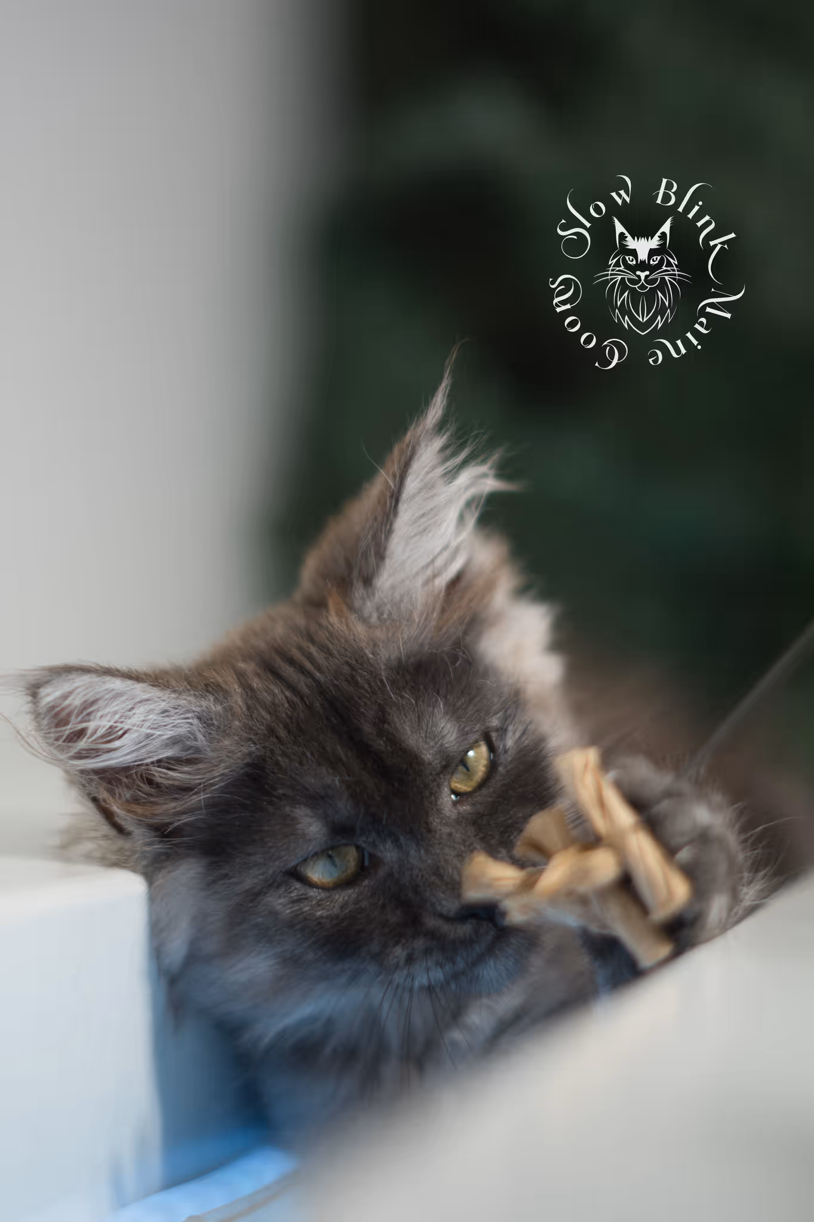 black smoke | maine coon kitten | ems code MCO ns | female | age 9 weeks | paws standard | taken jan 2025 Black Smoke Maine Coon Kittens > black smoke | maine coon kitten | ems code MCO ns | female | age 9 weeks | paws standard | taken jan 2025 | idx 07