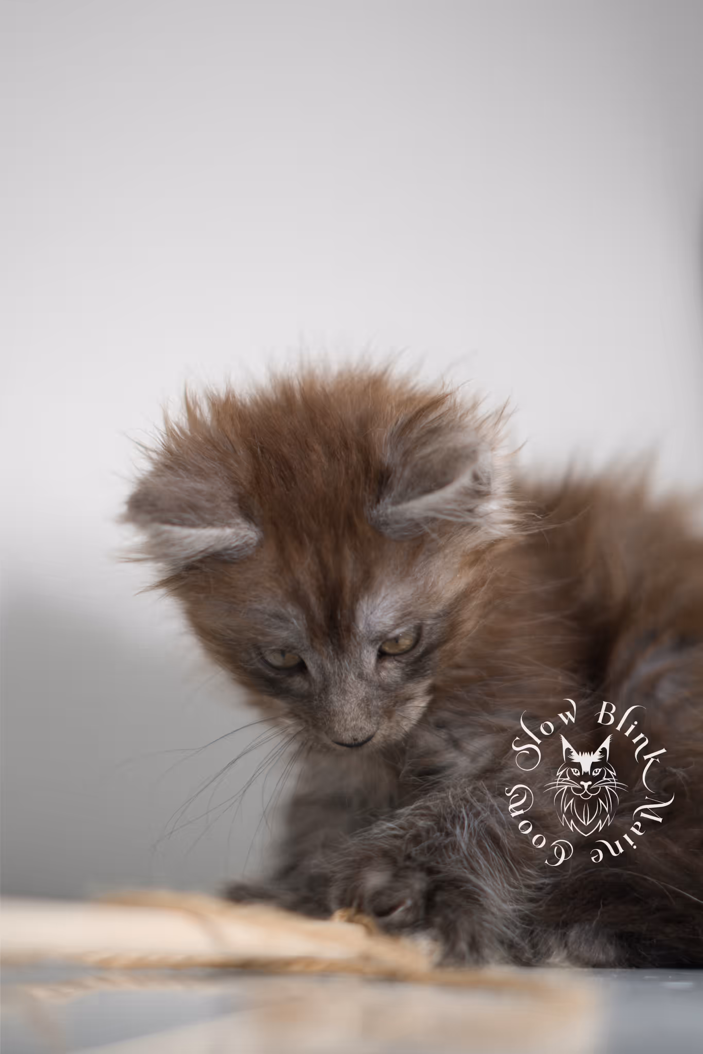 black smoke | maine coon kitten | ems code MCP ns | female | age 8 weeks | polydactyl | taken jan 2025 Black Smoke Maine Coon Kittens > black smoke | maine coon kitten | ems code MCP ns | female | age 8 weeks | polydactyl | taken jan 2025 | idx 01