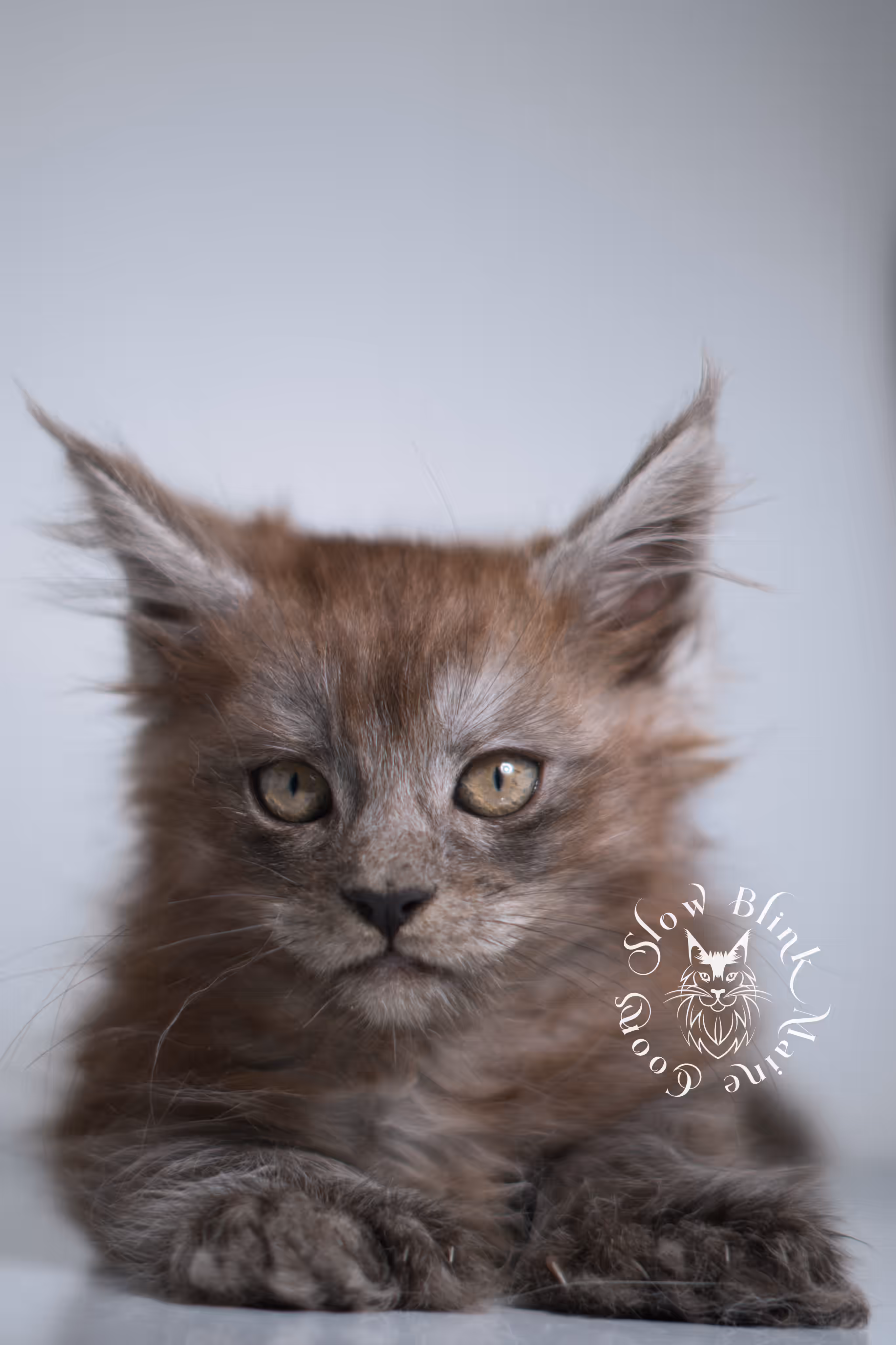 black smoke | maine coon kitten | ems code MCP ns | female | age 8 weeks | polydactyl | taken jan 2025 Black Smoke Maine Coon Kittens > black smoke | maine coon kitten | ems code MCP ns | female | age 8 weeks | polydactyl | taken jan 2025 | idx 02