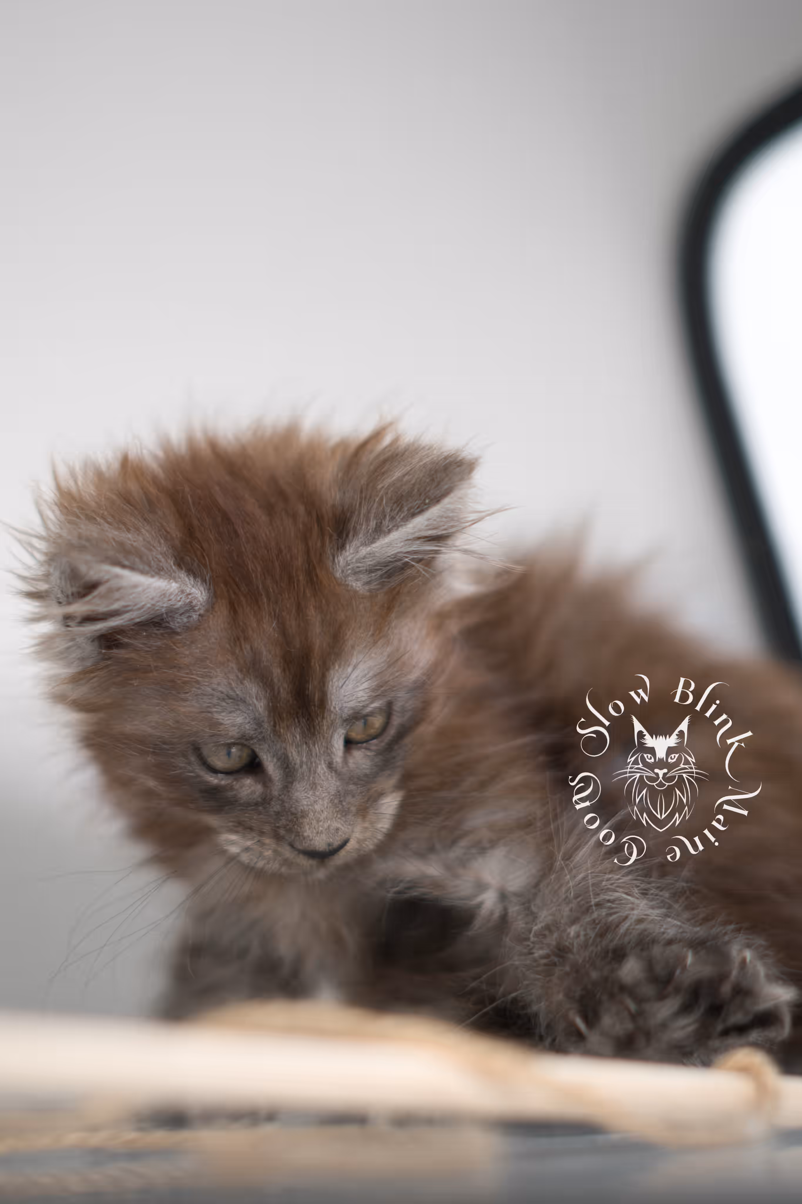 black smoke | maine coon kitten | ems code MCP ns | female | age 8 weeks | polydactyl | taken jan 2025 Black Smoke Maine Coon Kittens > black smoke | maine coon kitten | ems code MCP ns | female | age 8 weeks | polydactyl | taken jan 2025 | idx 03