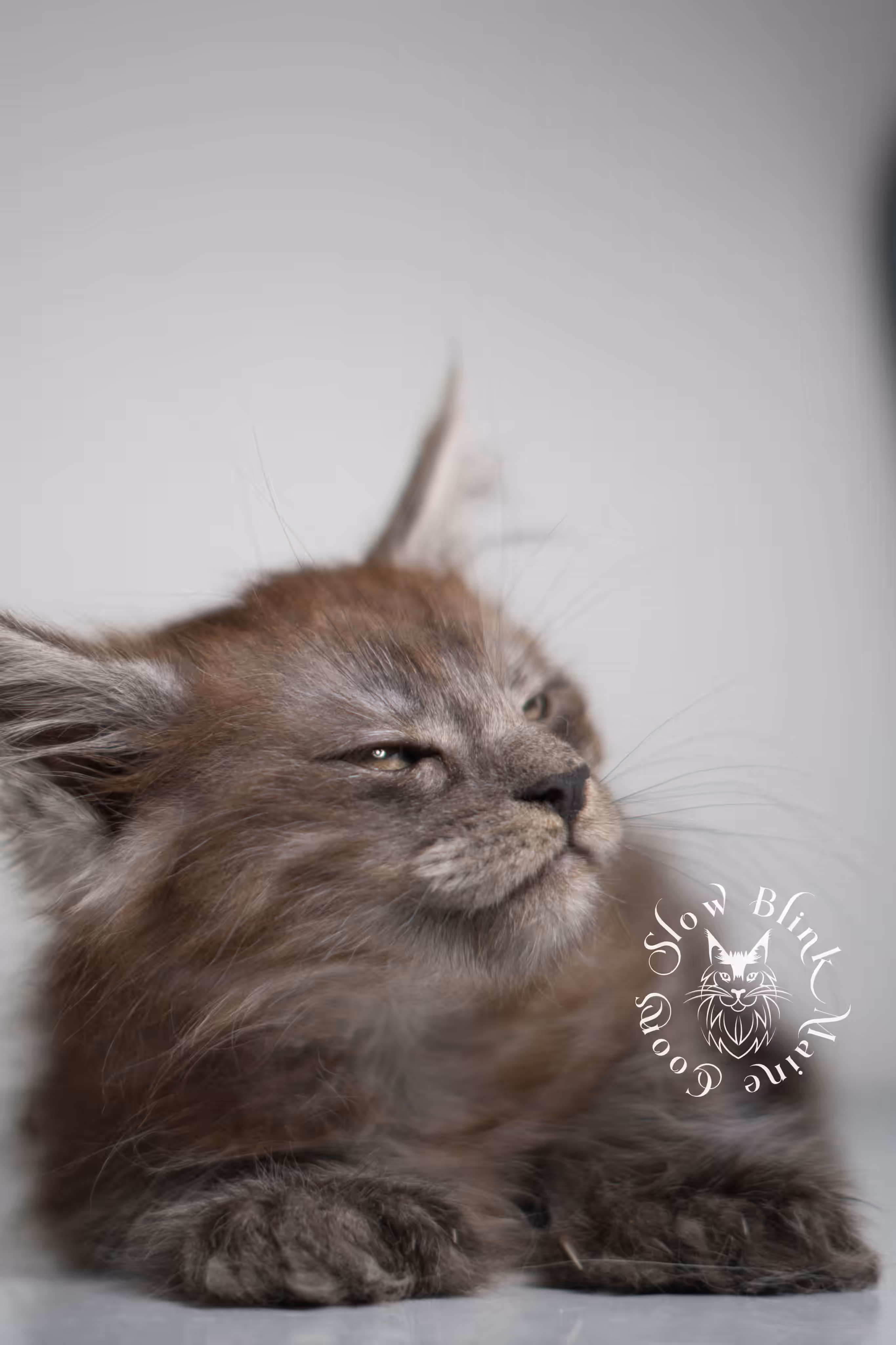 black smoke | maine coon kitten | ems code MCP ns | female | age 8 weeks | polydactyl | taken jan 2025 Black Smoke Maine Coon Kittens > black smoke | maine coon kitten | ems code MCP ns | female | age 8 weeks | polydactyl | taken jan 2025 | idx 04