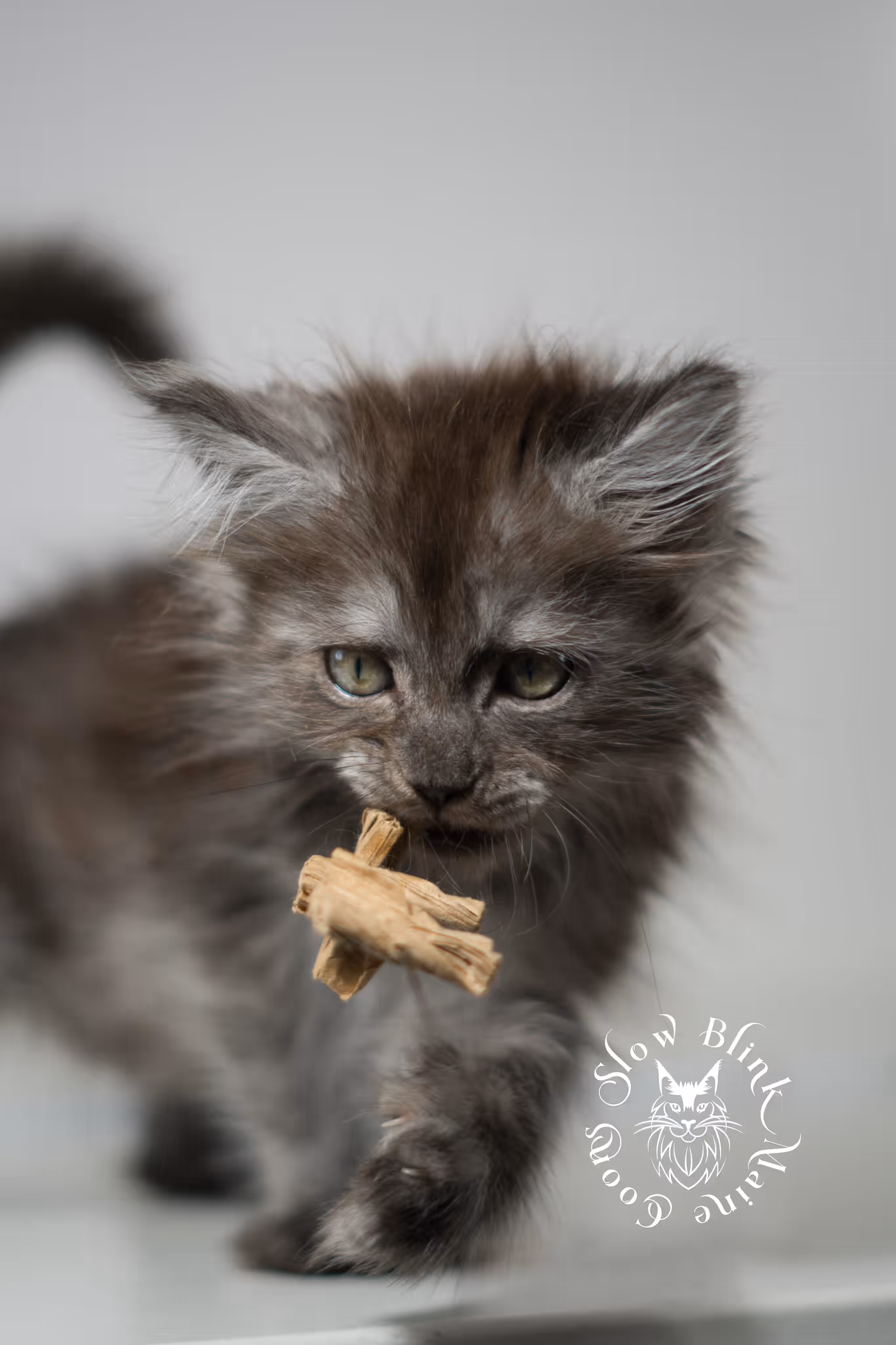 black smoke | maine coon kitten | ems code MCP ns | female | age 8 weeks | polydactyl | taken jan 2025 Black Smoke Maine Coon Kittens > black smoke | maine coon kitten | ems code MCP ns | female | age 8 weeks | polydactyl | taken jan 2025 | idx 05