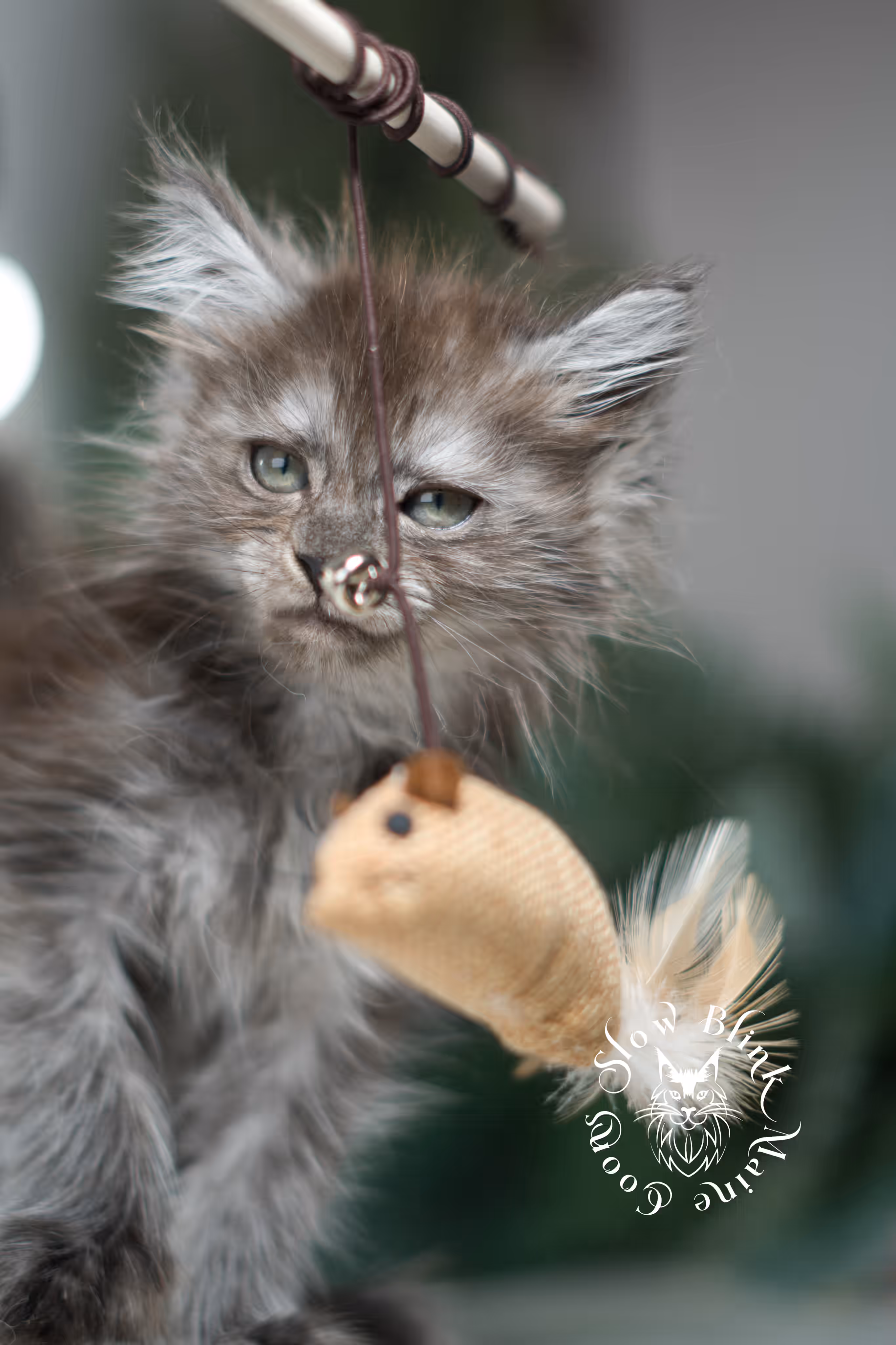black smoke | maine coon kitten | ems code MCP ns | female | age 8 weeks | polydactyl | taken jan 2025 Black Smoke Maine Coon Kittens > black smoke | maine coon kitten | ems code MCP ns | female | age 8 weeks | polydactyl | taken jan 2025 | idx 06