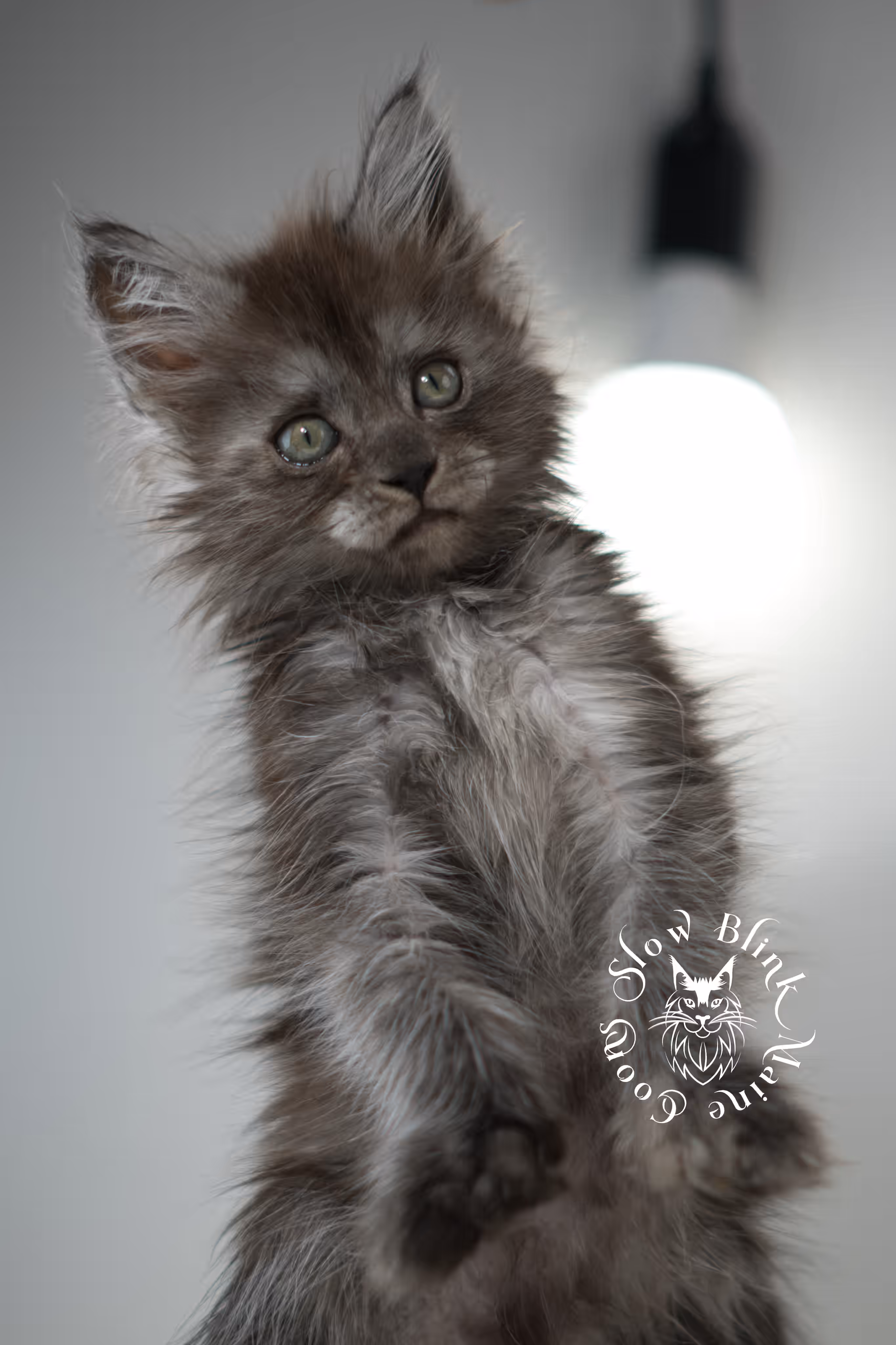 black smoke | maine coon kitten | ems code MCP ns | female | age 8 weeks | polydactyl | taken jan 2025 Black Smoke Maine Coon Kittens > black smoke | maine coon kitten | ems code MCP ns | female | age 8 weeks | polydactyl | taken jan 2025 | idx 07