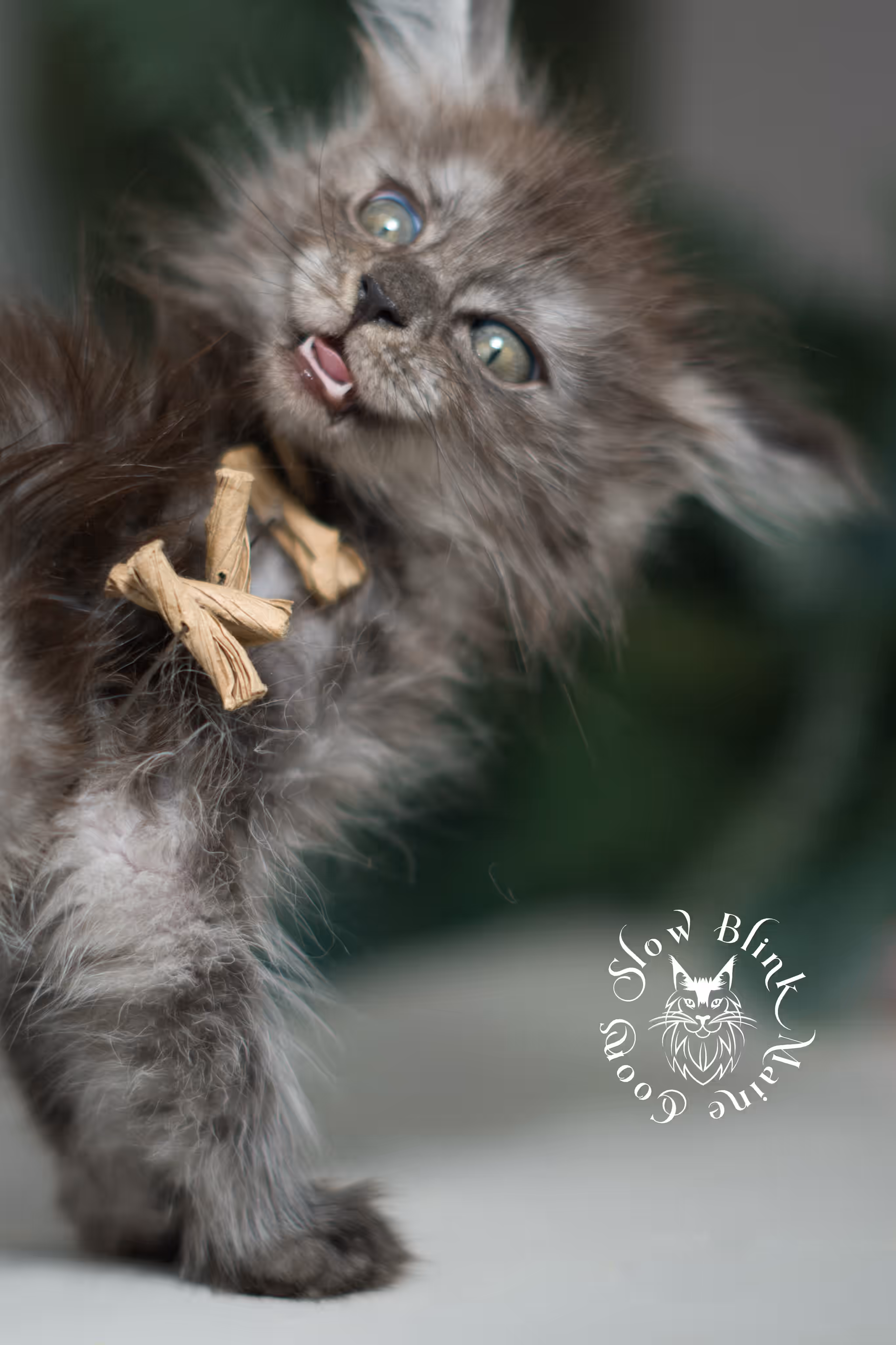 black smoke | maine coon kitten | ems code MCP ns | female | age 8 weeks | polydactyl | taken jan 2025 Black Smoke Maine Coon Kittens > black smoke | maine coon kitten | ems code MCP ns | female | age 8 weeks | polydactyl | taken jan 2025 | idx 08