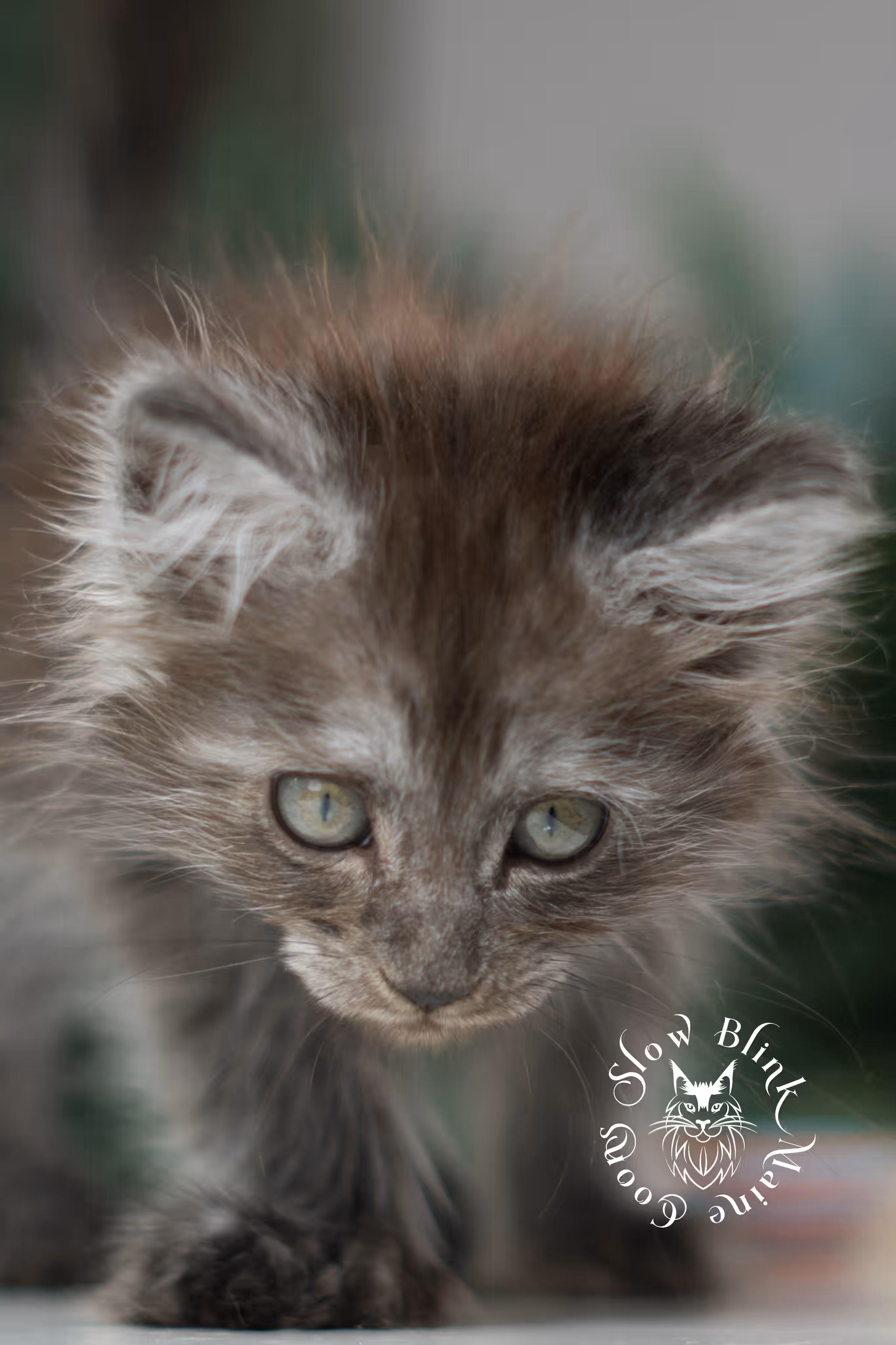 black smoke | maine coon kitten | ems code MCP ns | female | age 8 weeks | polydactyl | taken jan 2025 Black Smoke Maine Coon Kittens > black smoke | maine coon kitten | ems code MCP ns | female | age 8 weeks | polydactyl | taken jan 2025 | idx 09