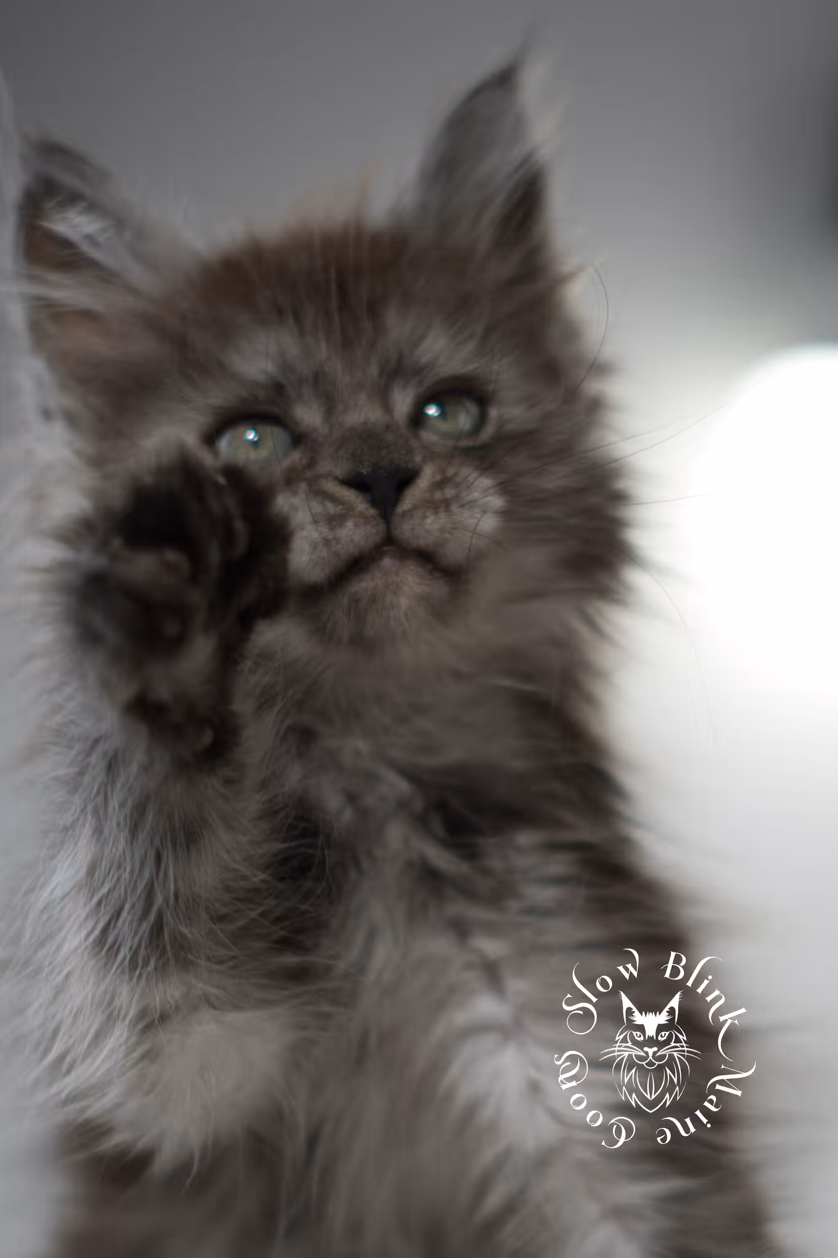 black smoke | maine coon kitten | ems code MCP ns | female | age 8 weeks | polydactyl | taken jan 2025 Black Smoke Maine Coon Kittens > black smoke | maine coon kitten | ems code MCP ns | female | age 8 weeks | polydactyl | taken jan 2025 | idx 10
