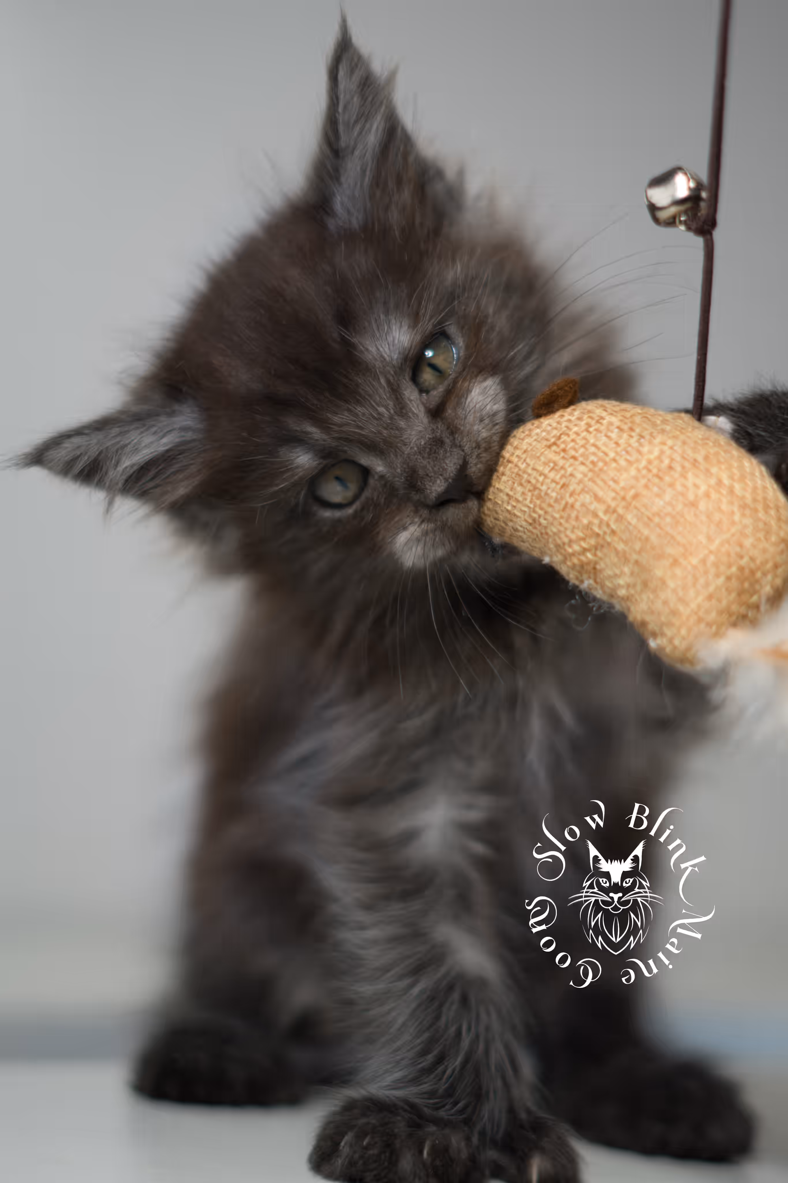 black smoke | maine coon kitten | ems code MCP ns | male | age 9 weeks | polydactyl | taken jan 2025 Black Smoke Maine Coon Kittens > black smoke | maine coon kitten | ems code MCP ns | male | age 9 weeks | polydactyl | taken jan 2025 | idx 01